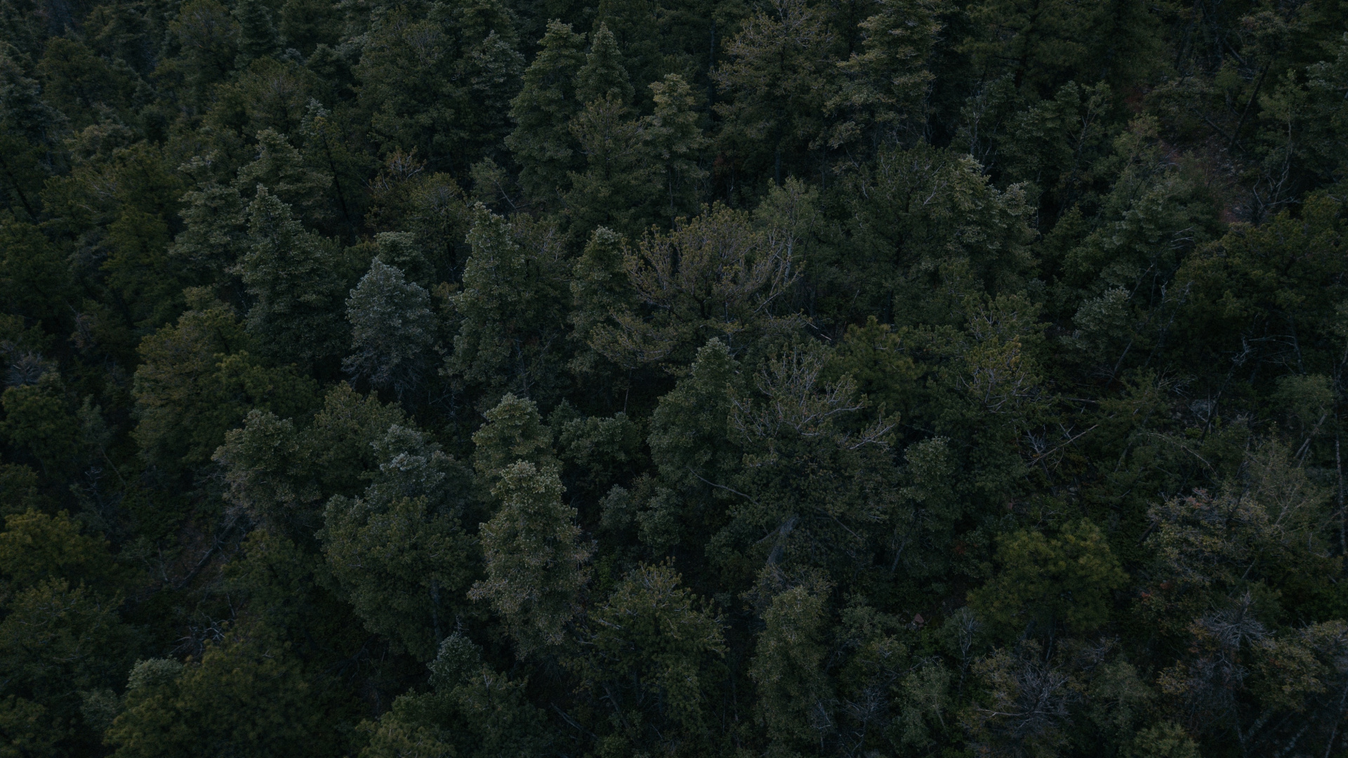 Green Trees on Forest During Daytime. Wallpaper in 1920x1080 Resolution