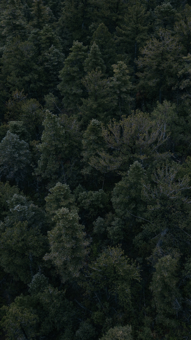 Green Trees on Forest During Daytime. Wallpaper in 750x1334 Resolution