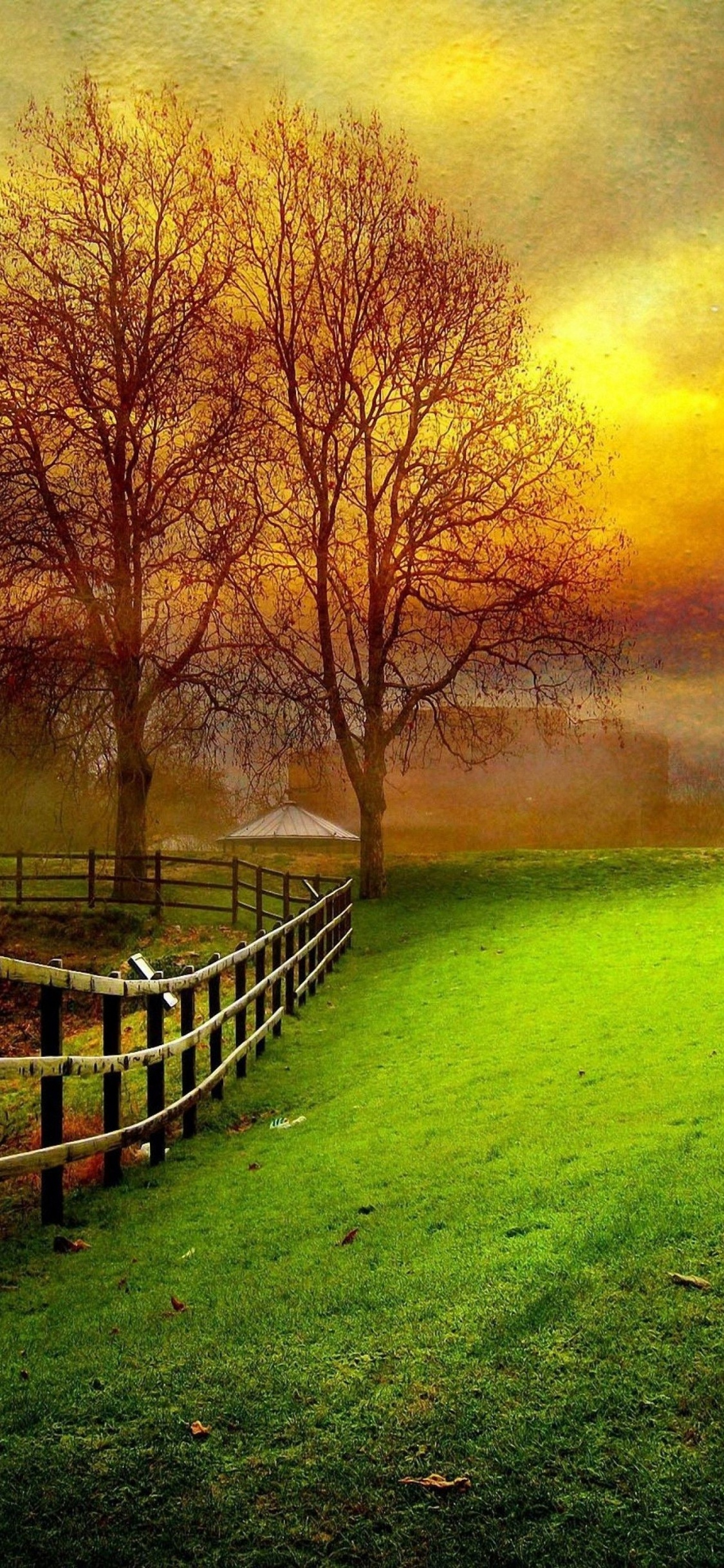 Natural Landscape, Nature, Green, Tree, Morning. Wallpaper in 1125x2436 Resolution