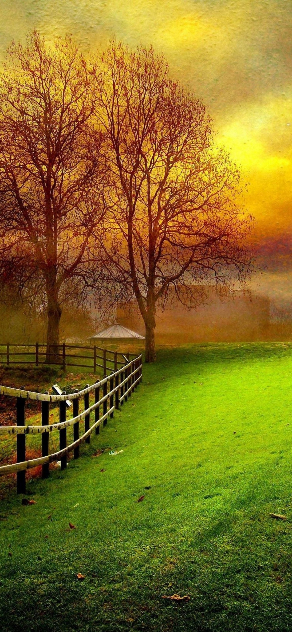 Natural Landscape, Nature, Green, Tree, Morning. Wallpaper in 1242x2688 Resolution