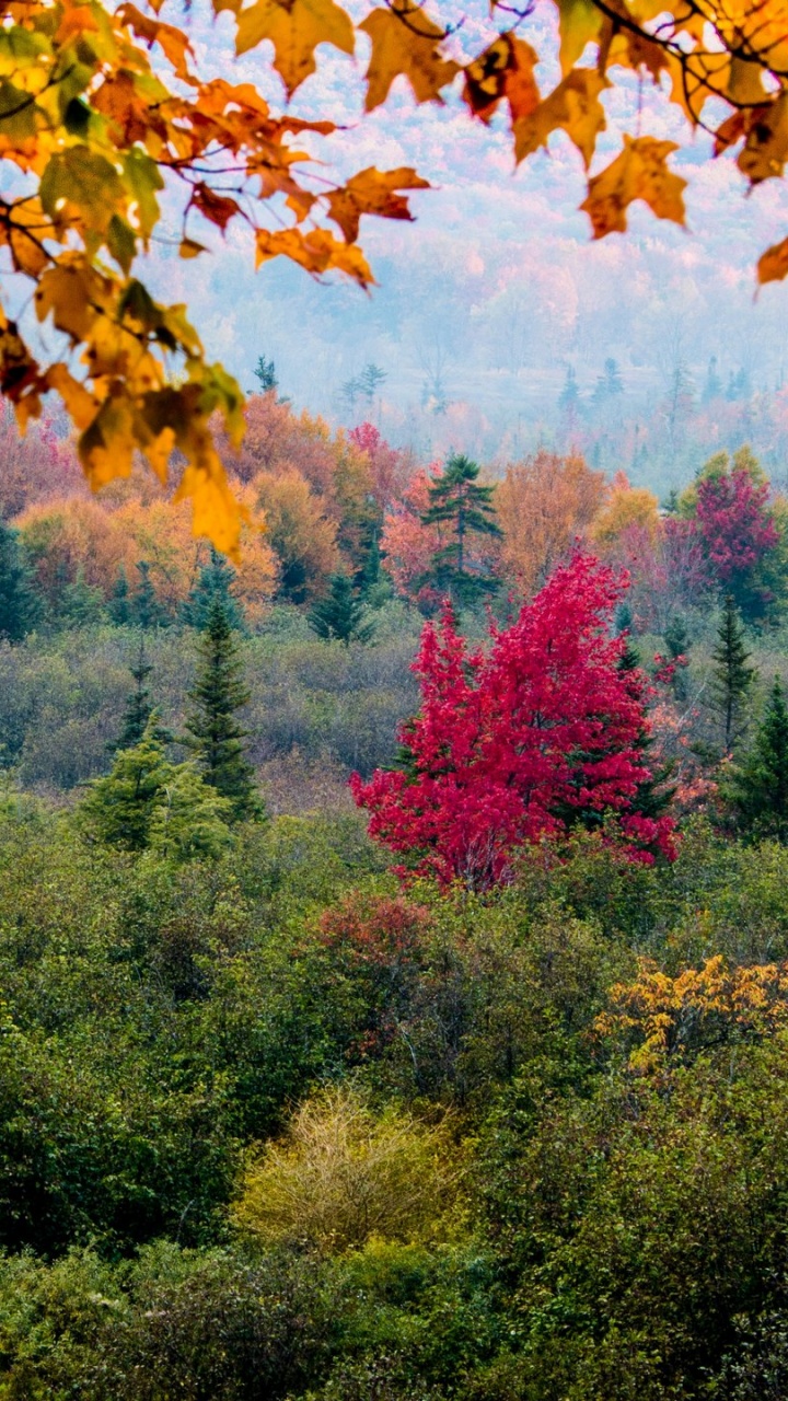 Green and Red Trees During Daytime. Wallpaper in 720x1280 Resolution