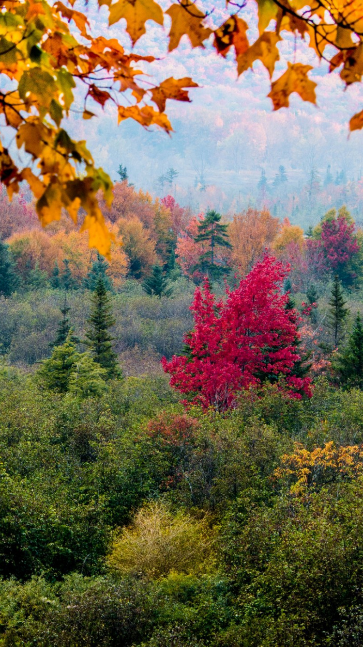 Arbres Verts et Rouges Pendant la Journée. Wallpaper in 750x1334 Resolution