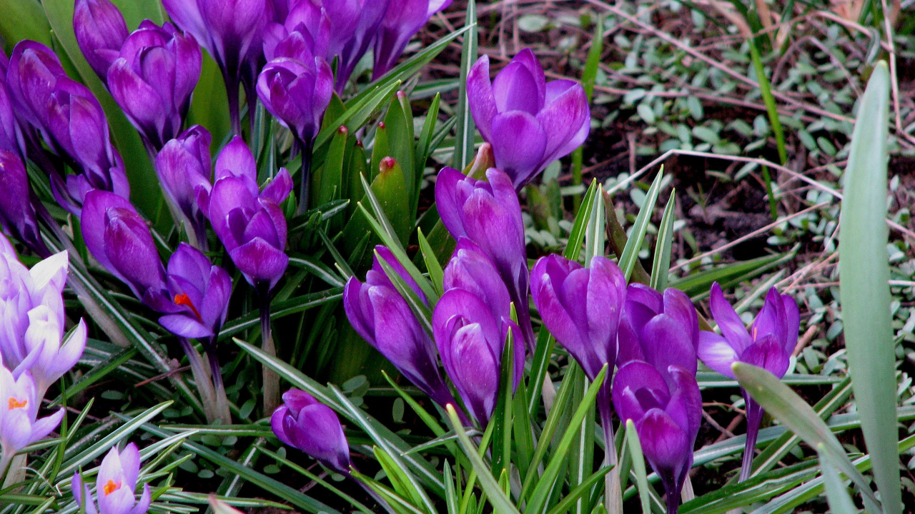 藏红花, 雪花莲, 显花植物, 虹膜家庭, 紫色的 壁纸 1280x720 允许