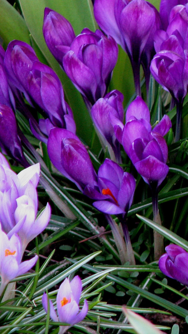 藏红花, 雪花莲, 显花植物, 虹膜家庭, 紫色的 壁纸 750x1334 允许