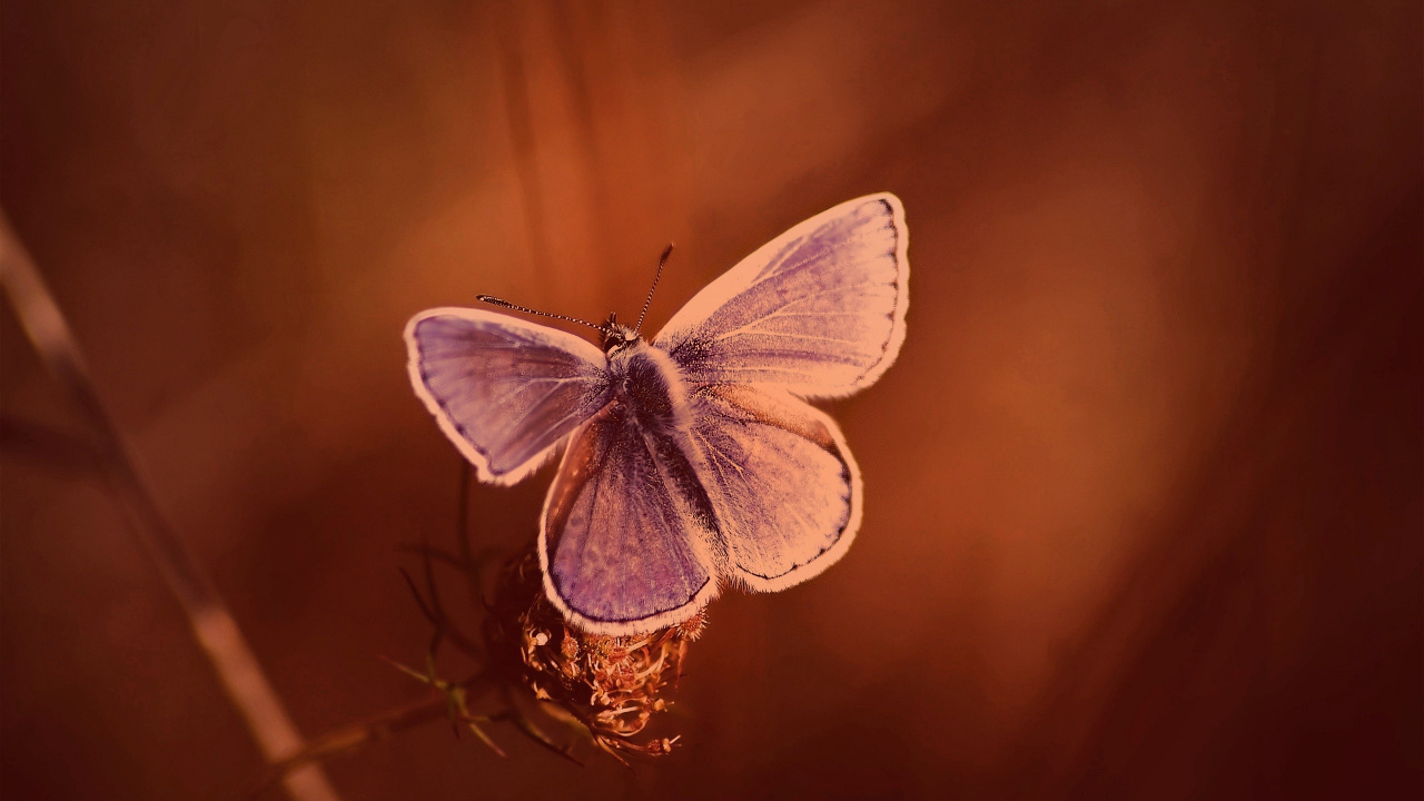 Blau-weißer Schmetterling Thront Auf Brauner Pflanze. Wallpaper in 1280x720 Resolution