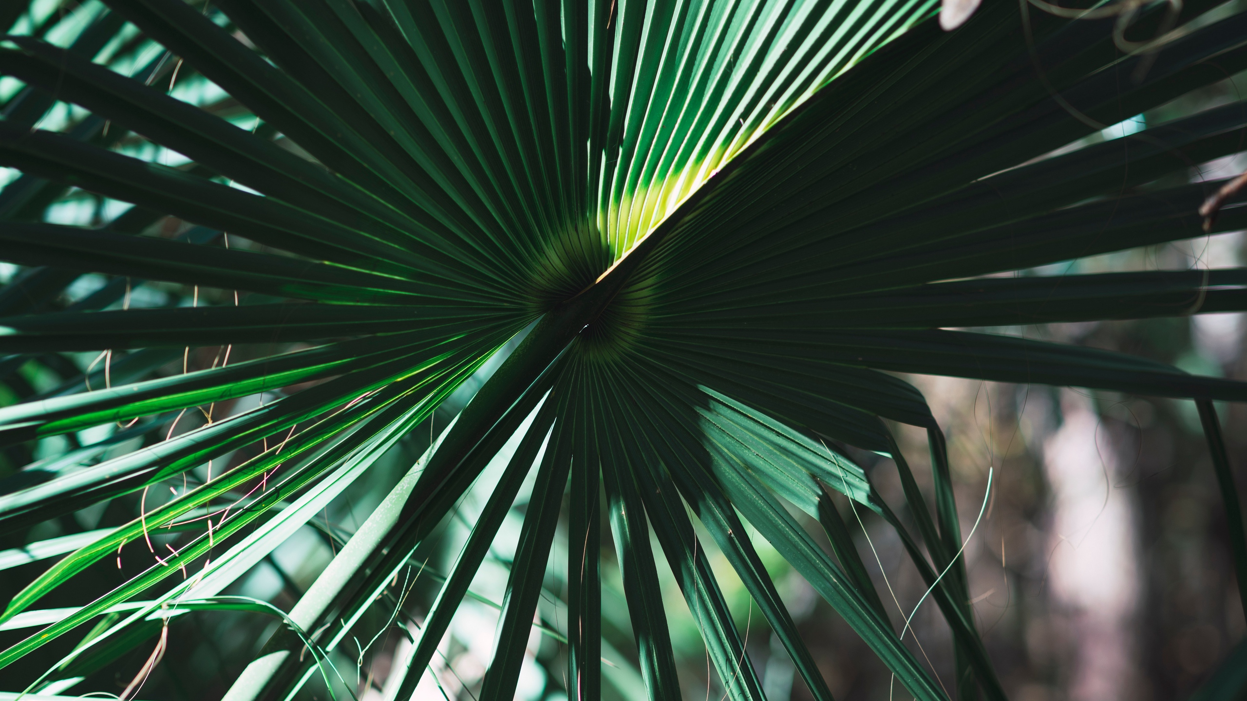 Tagsüber Grüne Palmenpflanze. Wallpaper in 2560x1440 Resolution