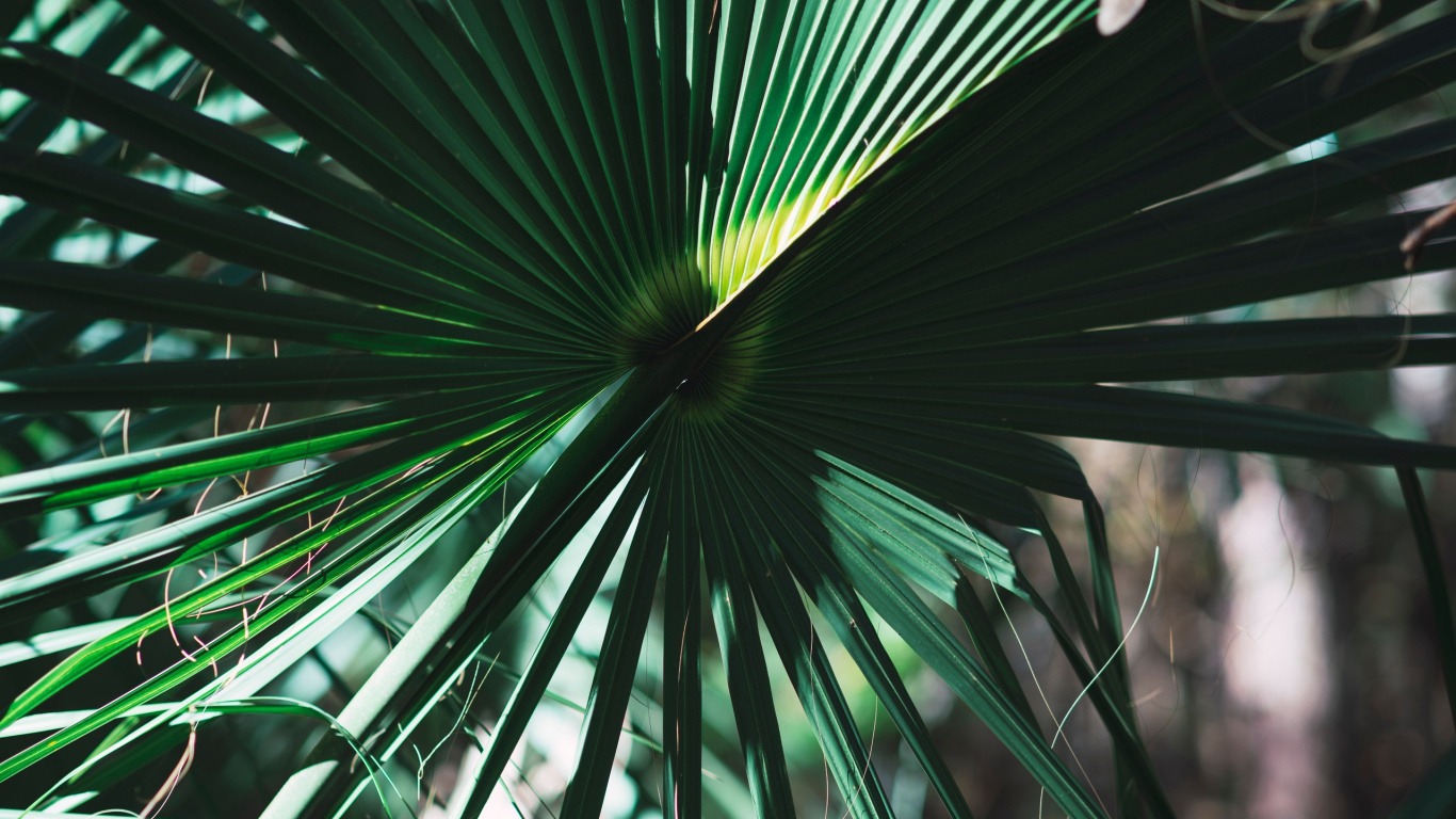 Green Palm Plant During Daytime. Wallpaper in 1366x768 Resolution