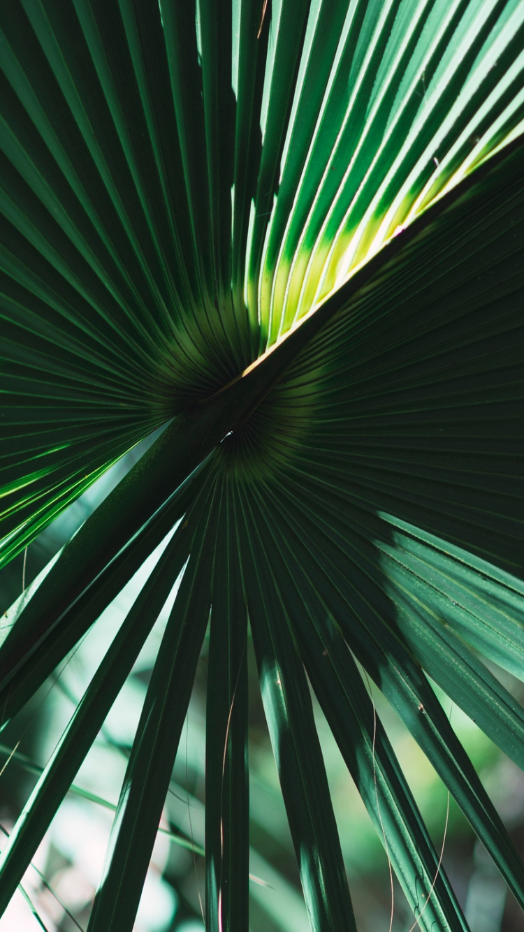 Green Palm Plant During Daytime. Wallpaper in 750x1334 Resolution