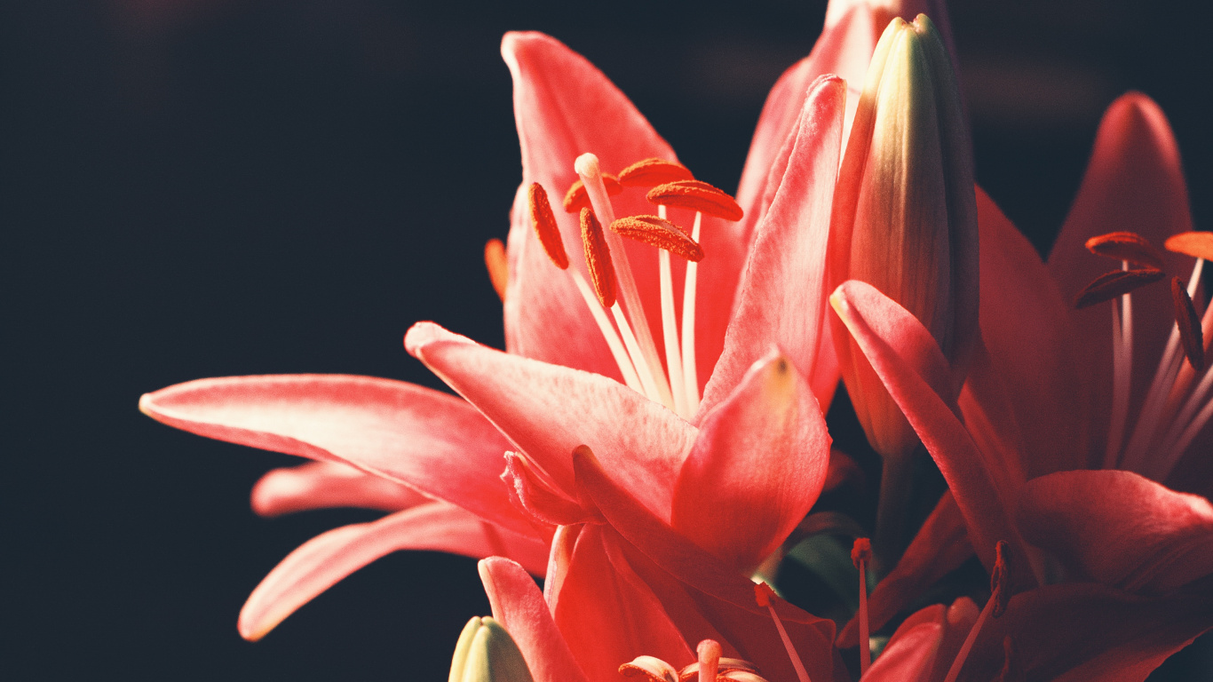 莉莉, 显花植物, 红色的, 粉红色, Amaryllis家庭 壁纸 1366x768 允许