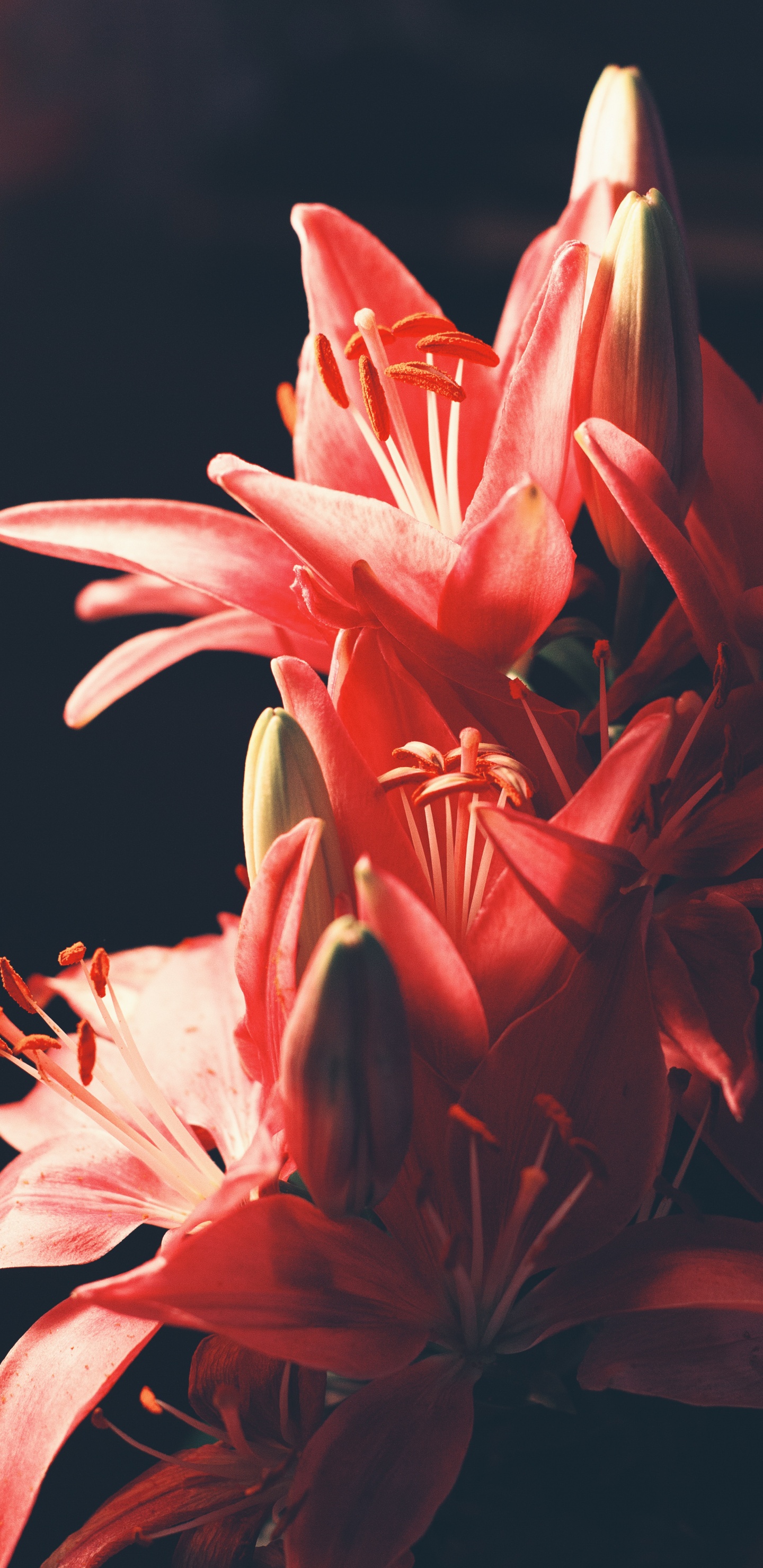 莉莉, 显花植物, 红色的, 粉红色, Amaryllis家庭 壁纸 1440x2960 允许