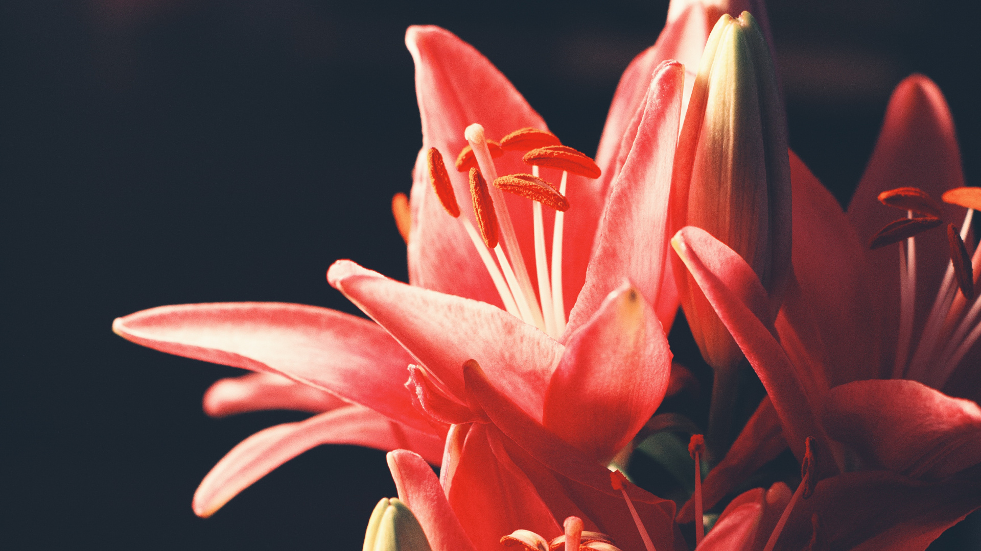 莉莉, 显花植物, 红色的, 粉红色, Amaryllis家庭 壁纸 1920x1080 允许