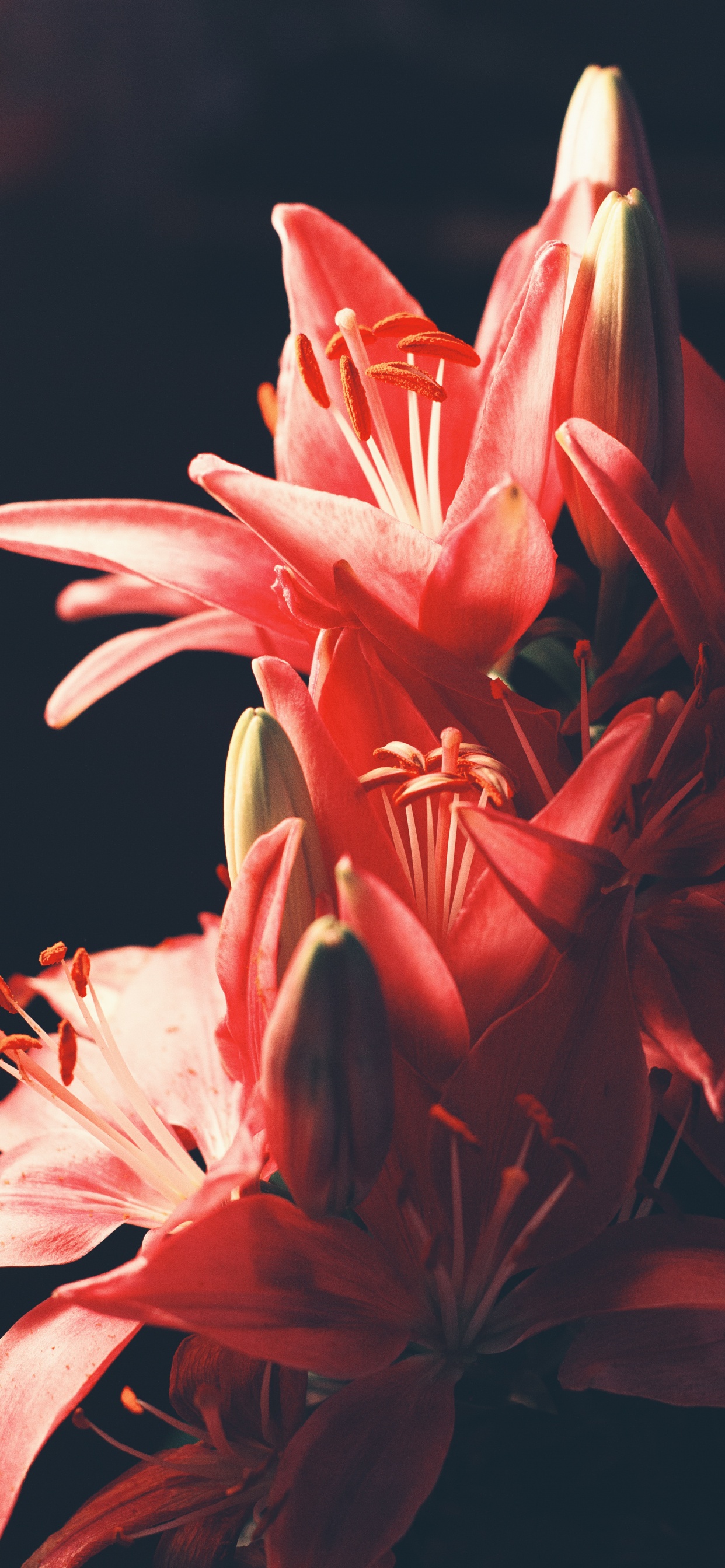 Rosa Und Weiße Blume Auf Schwarzem Hintergrund. Wallpaper in 1242x2688 Resolution