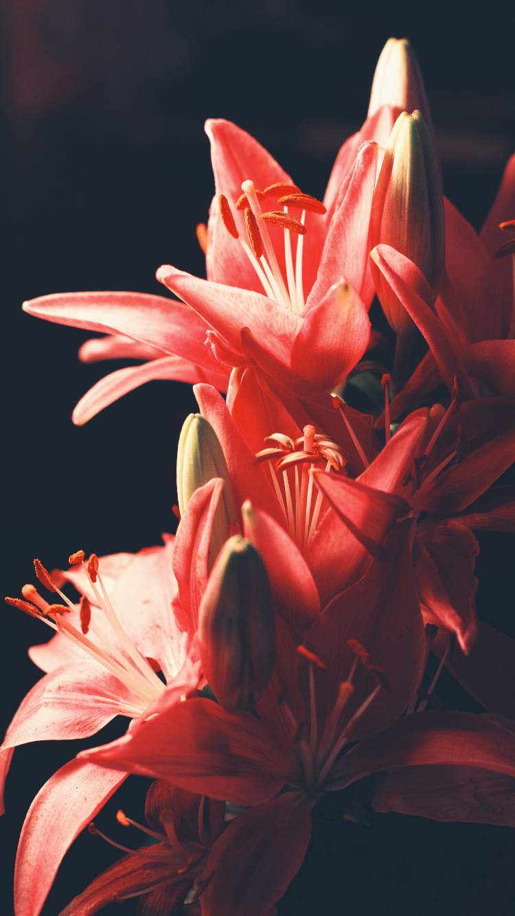 Pink and White Flower in Black Background. Wallpaper in 750x1334 Resolution