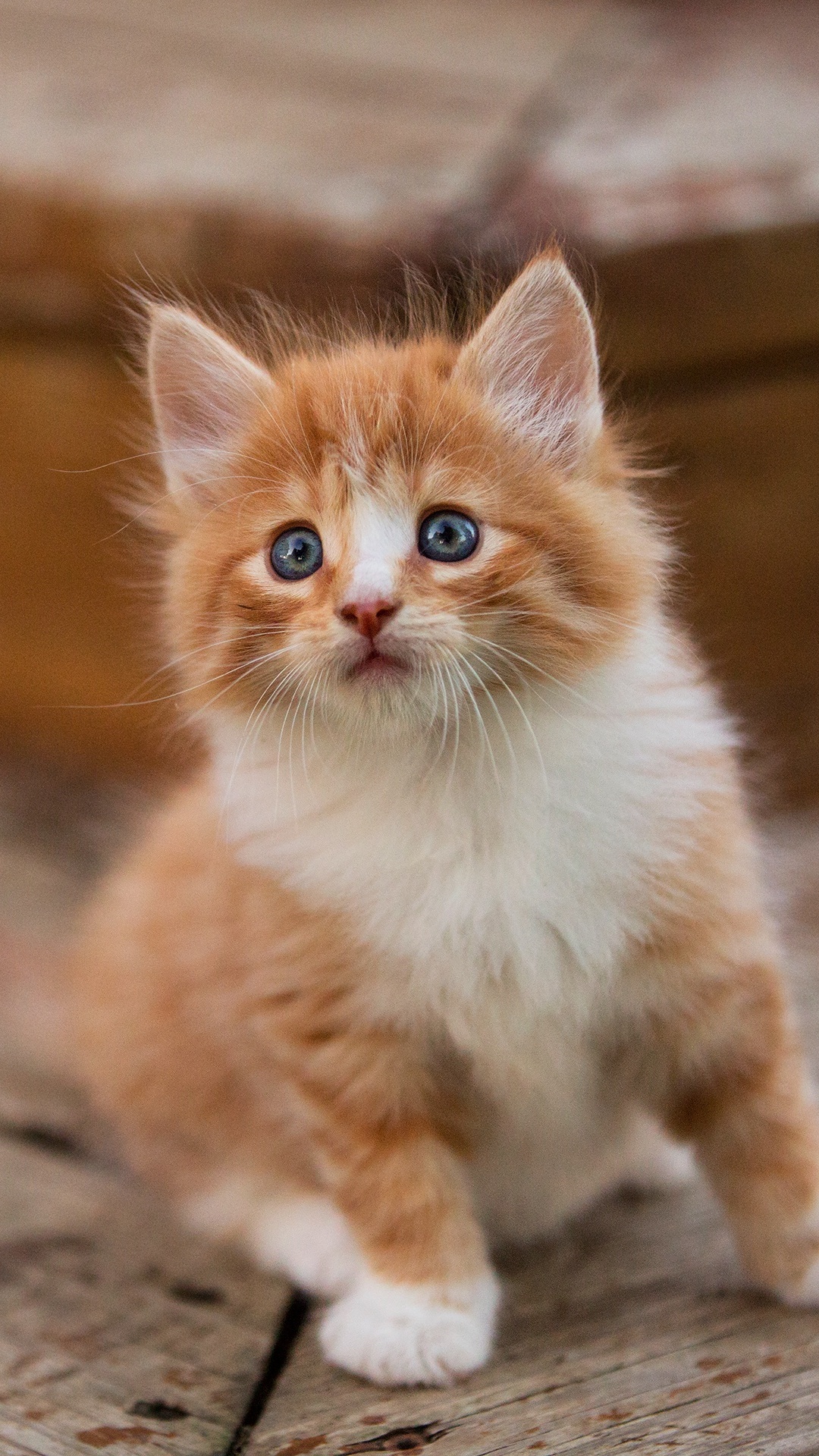 Chat Tigré Orange et Blanc Sur Plancher en Bois Marron. Wallpaper in 1080x1920 Resolution