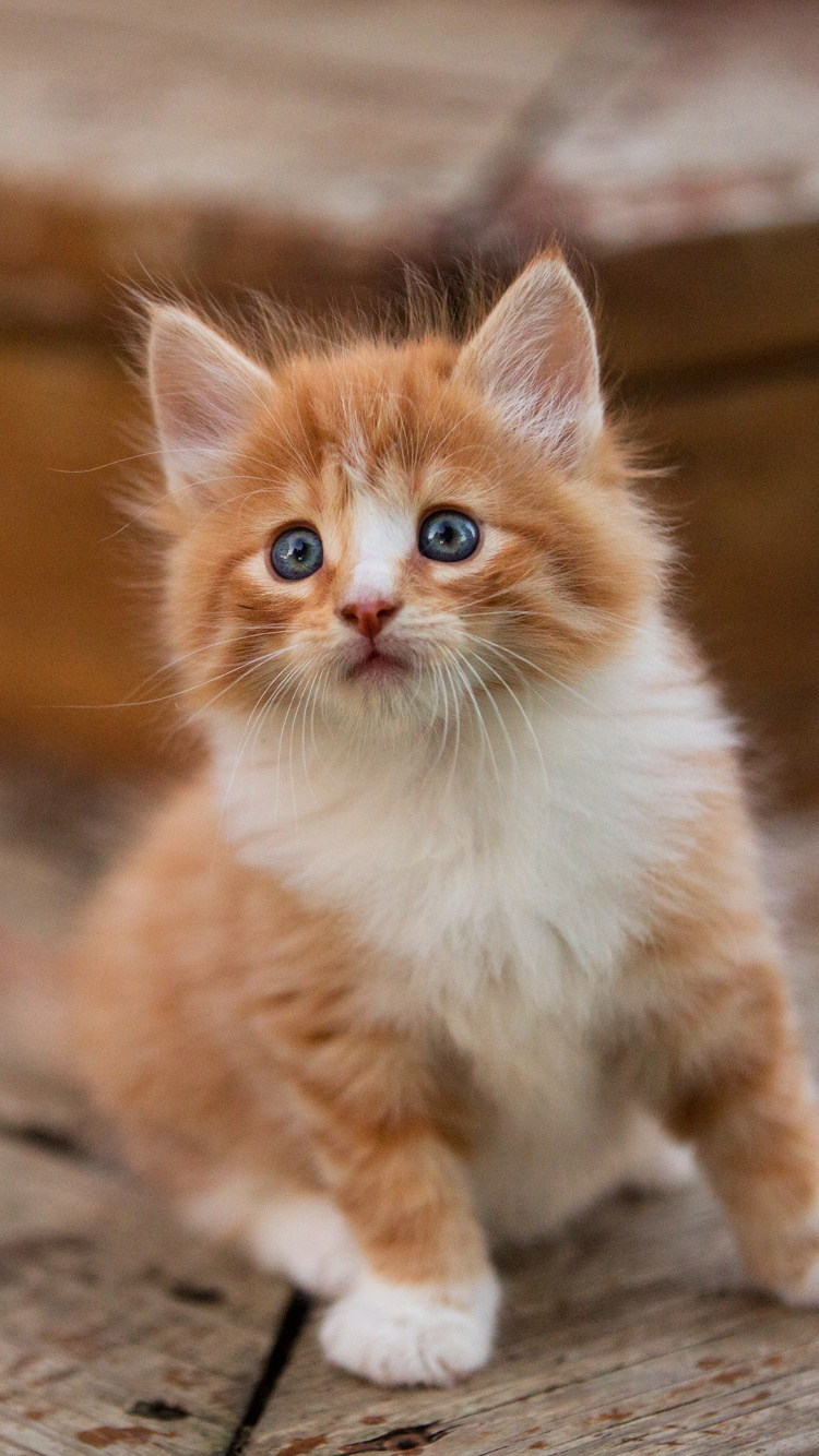 Orange Und Weiß Getigerte Katze Auf Braunem Holzboden. Wallpaper in 750x1334 Resolution