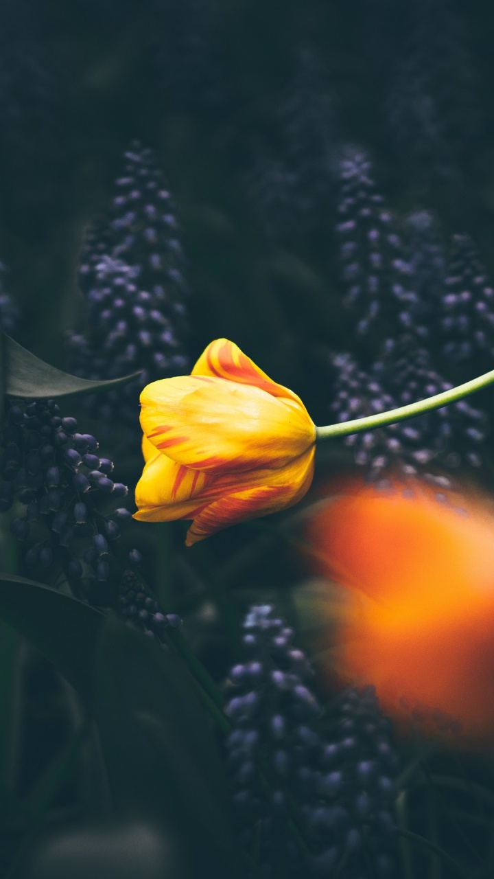 Most Beautiful Good Morning Quotes, Morning, Quotation, Day, Flower. Wallpaper in 720x1280 Resolution