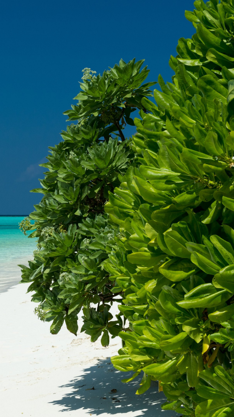 Green Palm Tree on White Sand Beach During Daytime. Wallpaper in 750x1334 Resolution