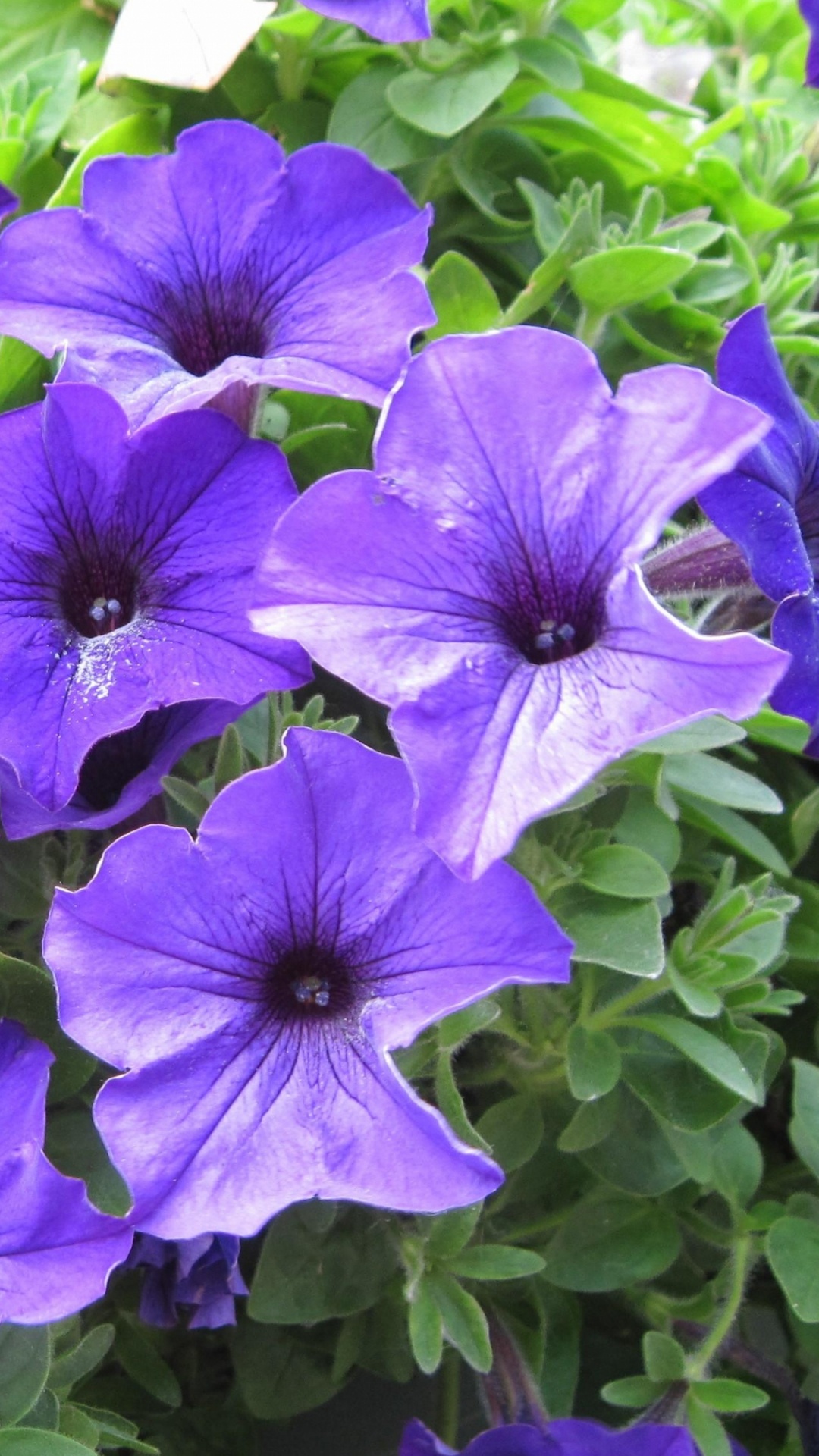 Purple Flowers With Green Leaves. Wallpaper in 1080x1920 Resolution