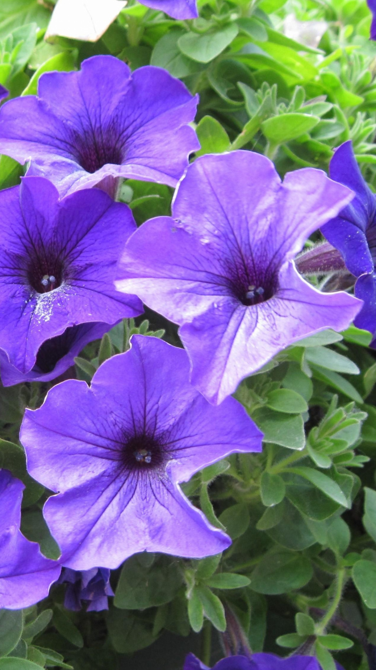 Purple Flowers With Green Leaves. Wallpaper in 750x1334 Resolution