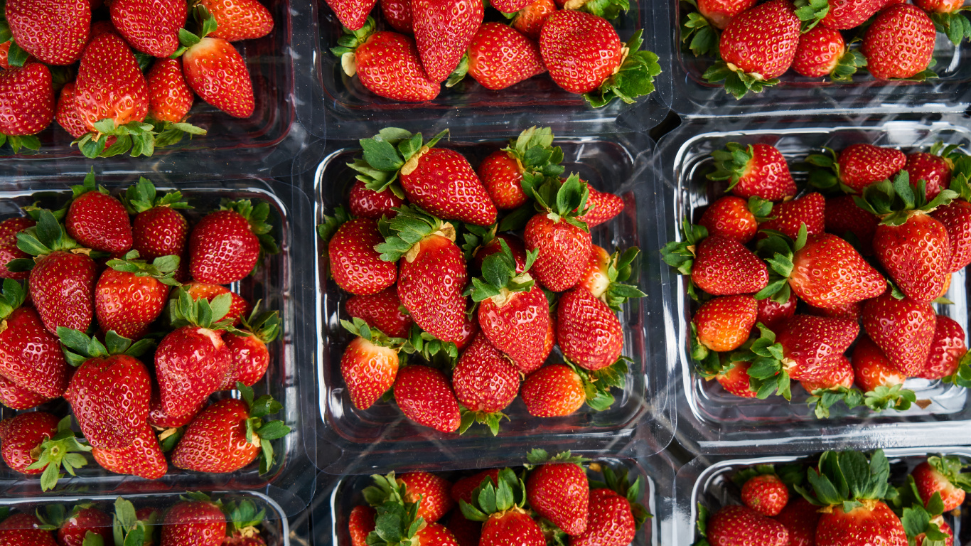 Fresas en Recipiente de Plástico Transparente. Wallpaper in 1366x768 Resolution