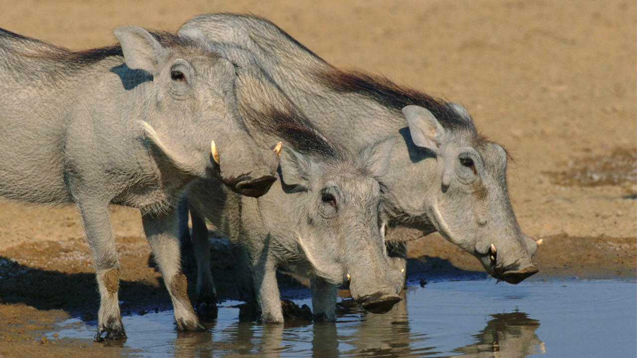Gray Rhinoceros on Brown Field During Daytime. Wallpaper in 1280x720 Resolution