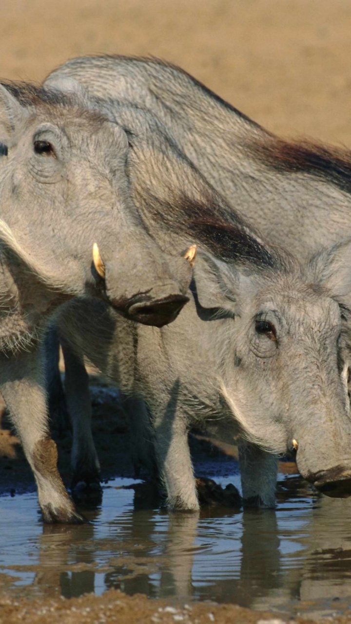 Rhinocéros Gris Sur Champ Brun Pendant la Journée. Wallpaper in 720x1280 Resolution