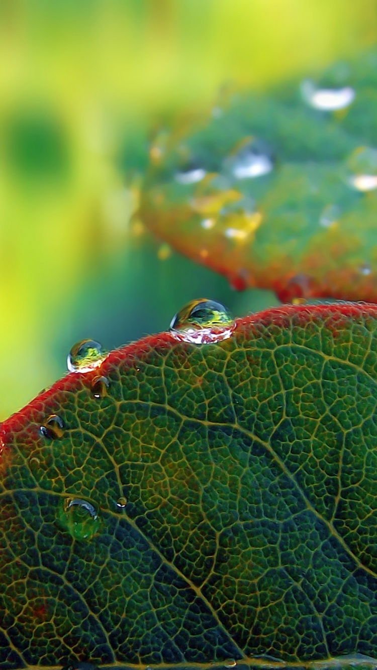 Feuille Verte et Rouge Avec Des Gouttelettes D'eau. Wallpaper in 750x1334 Resolution