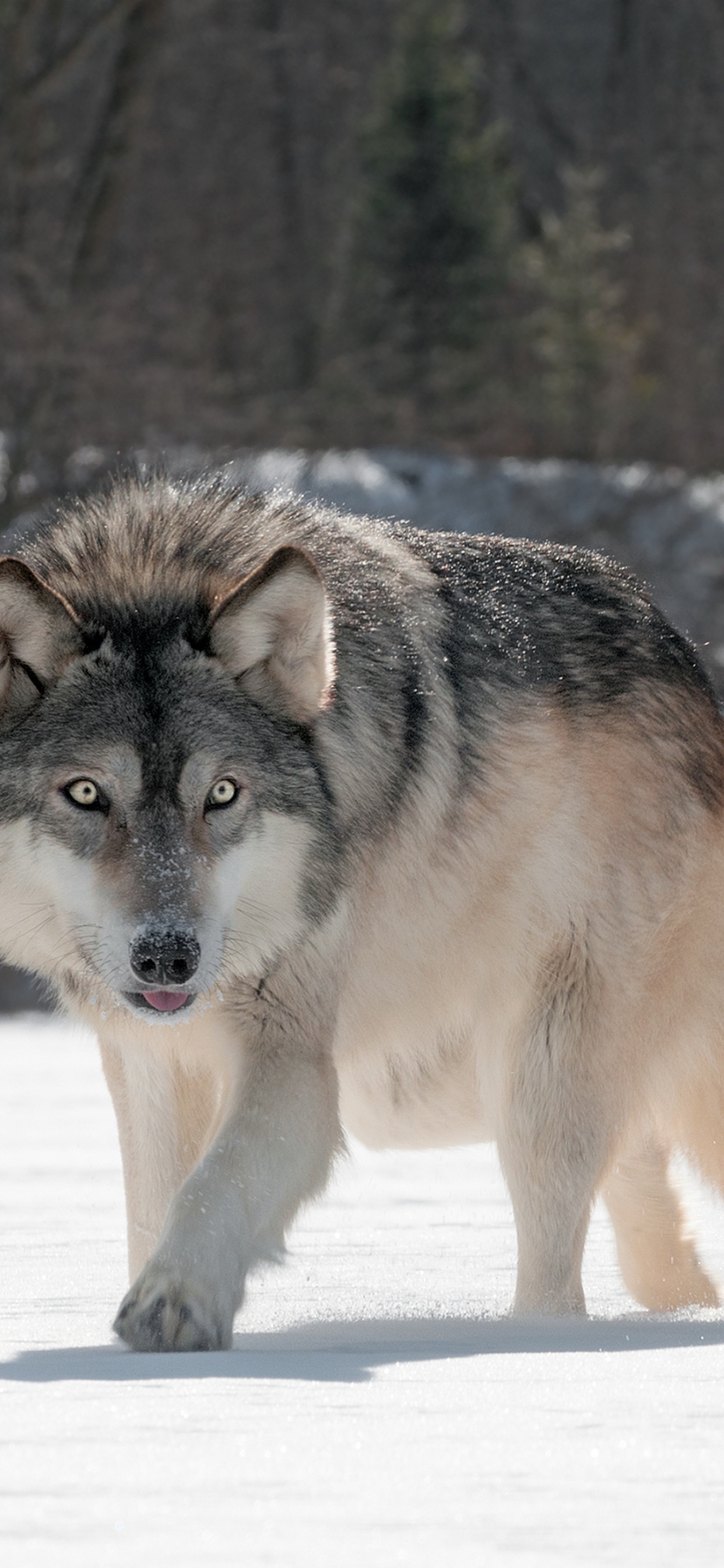Lobo Marrón Caminando Sobre Suelo Cubierto de Nieve Durante el Día. Wallpaper in 1242x2688 Resolution