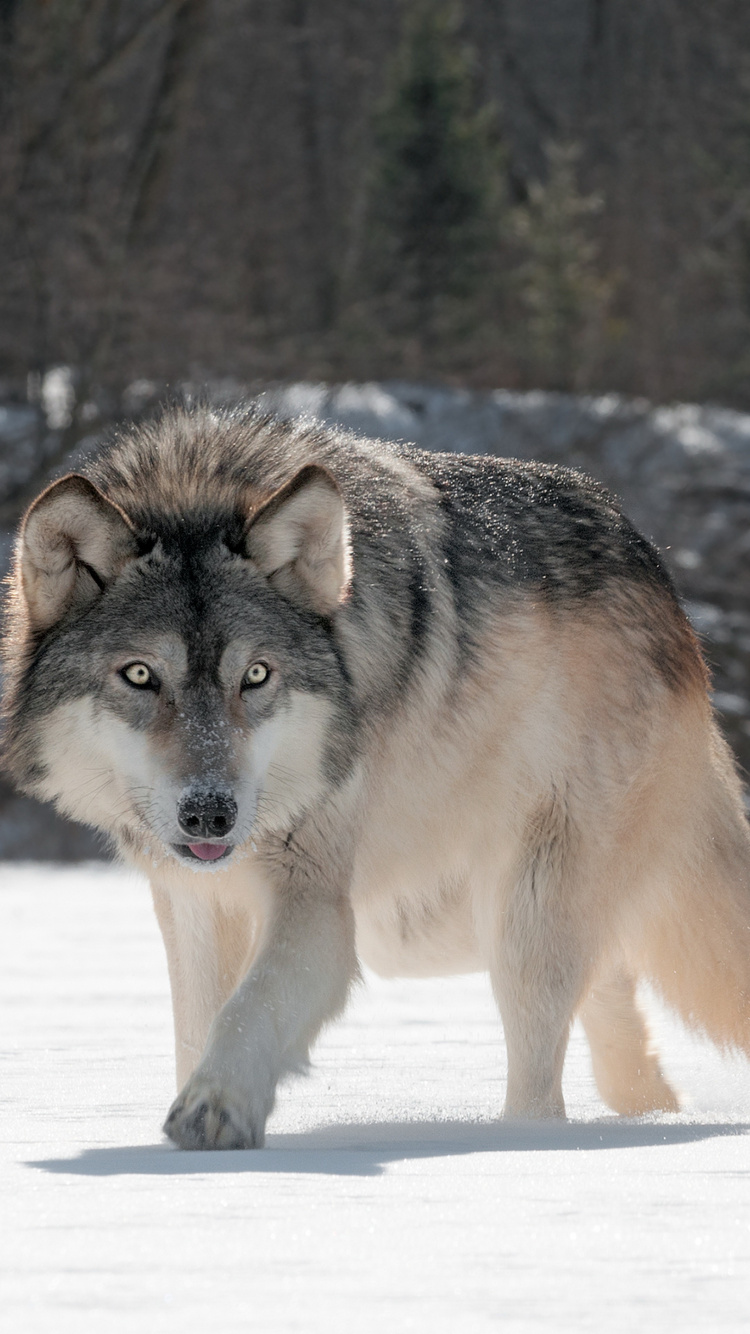 Lobo Marrón Caminando Sobre Suelo Cubierto de Nieve Durante el Día. Wallpaper in 750x1334 Resolution