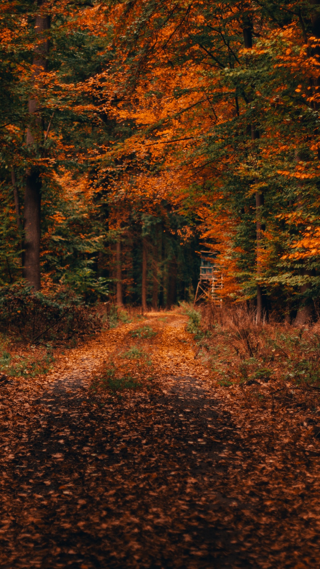 Herbst, Baum, Natur, Blatt, Naturlandschaft. Wallpaper in 1080x1920 Resolution