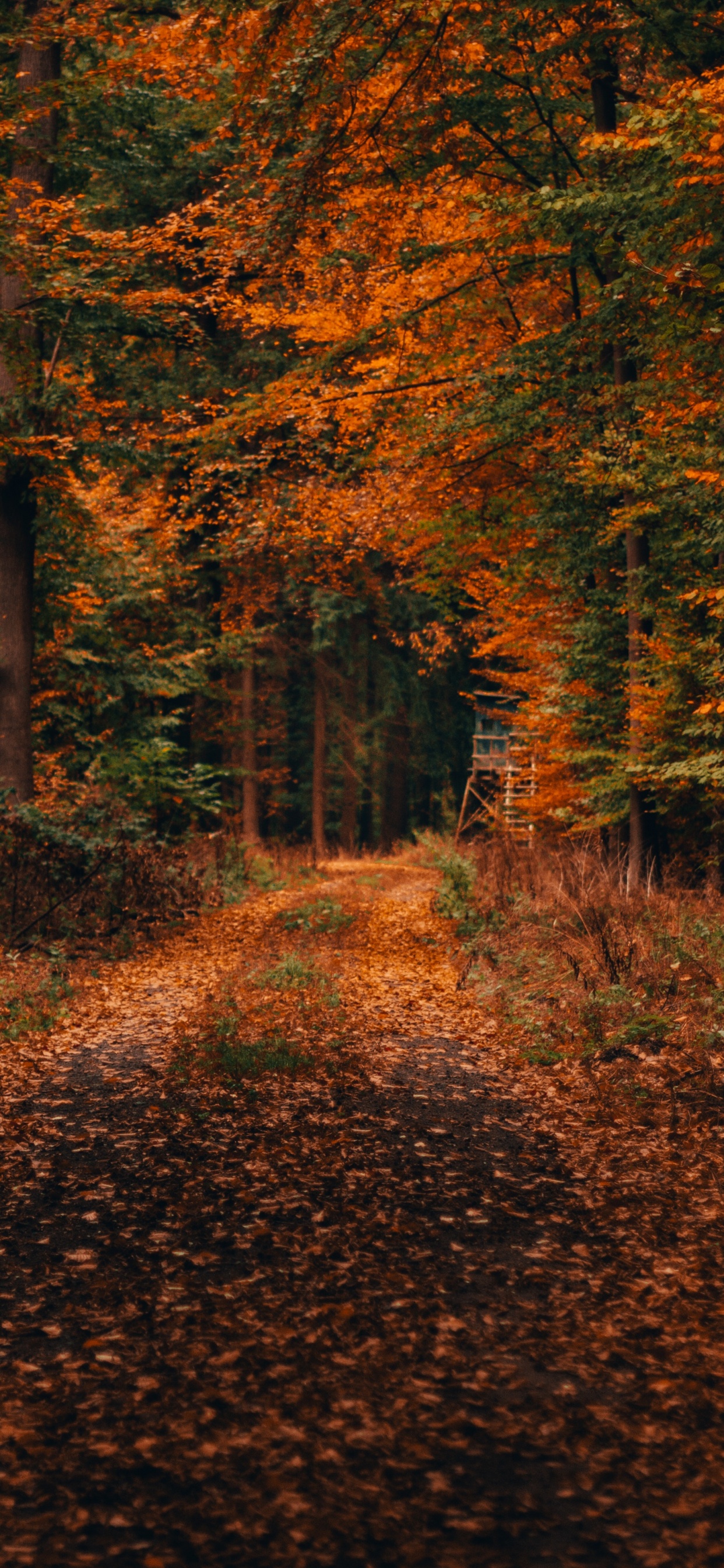 Herbst, Baum, Natur, Blatt, Naturlandschaft. Wallpaper in 1242x2688 Resolution
