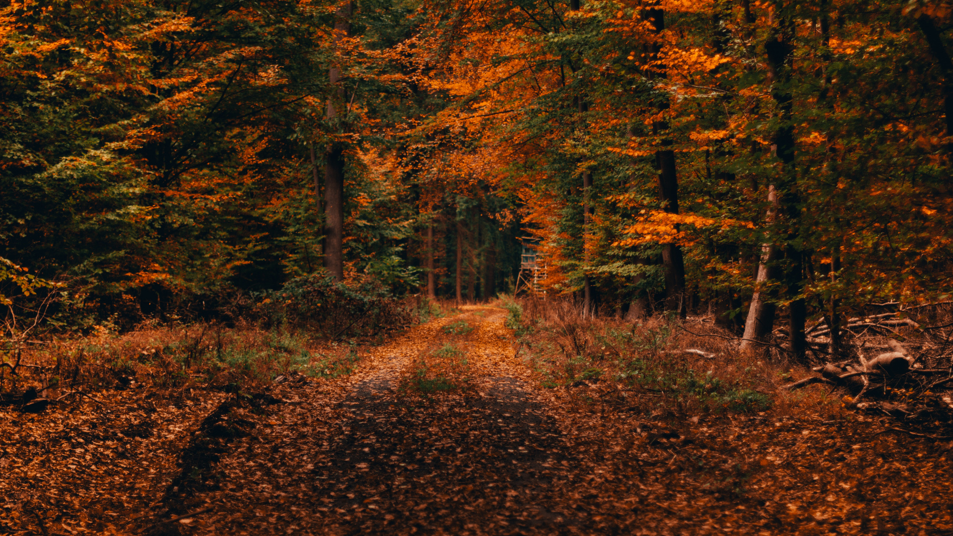 Herbst, Baum, Natur, Blatt, Naturlandschaft. Wallpaper in 1920x1080 Resolution