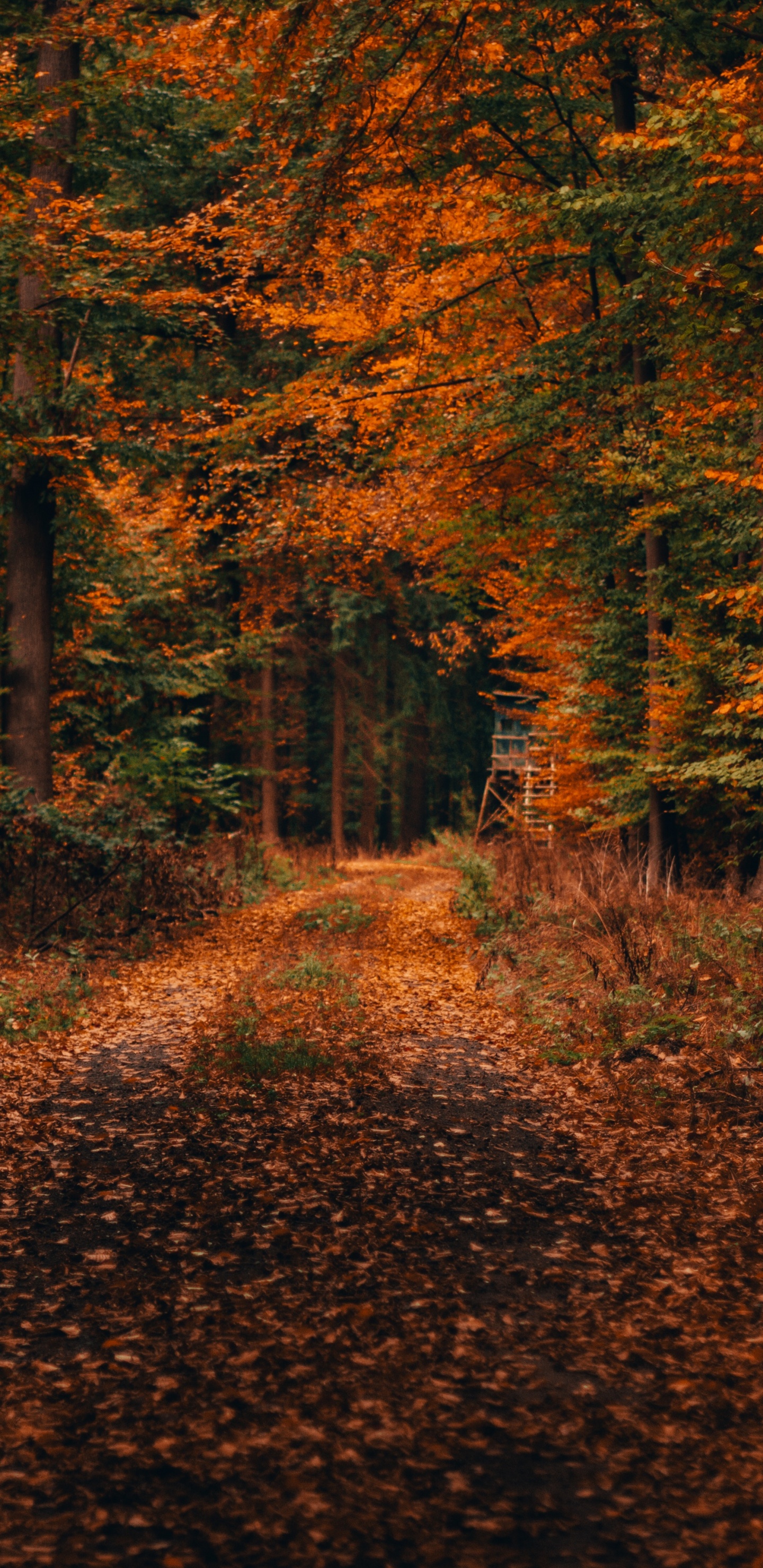 Autumn, Tree, Nature, Leaf, Natural Landscape. Wallpaper in 1440x2960 Resolution