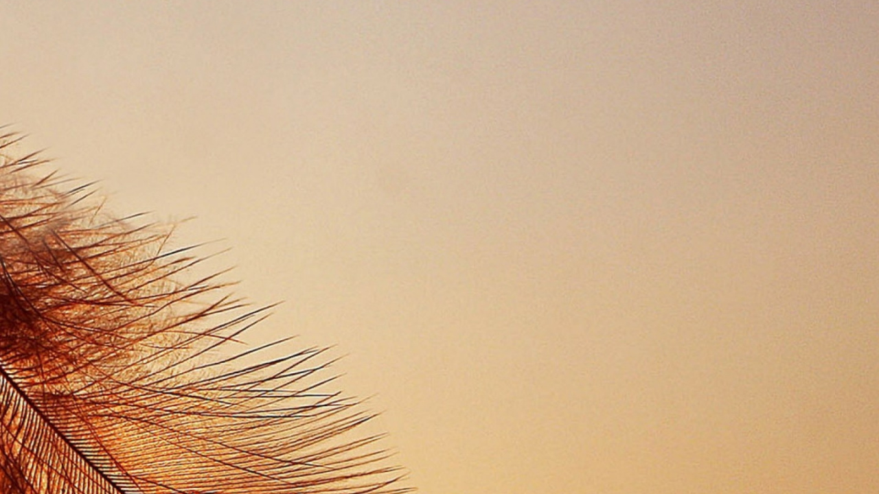 Brown Feather in Close up Photography. Wallpaper in 1280x720 Resolution
