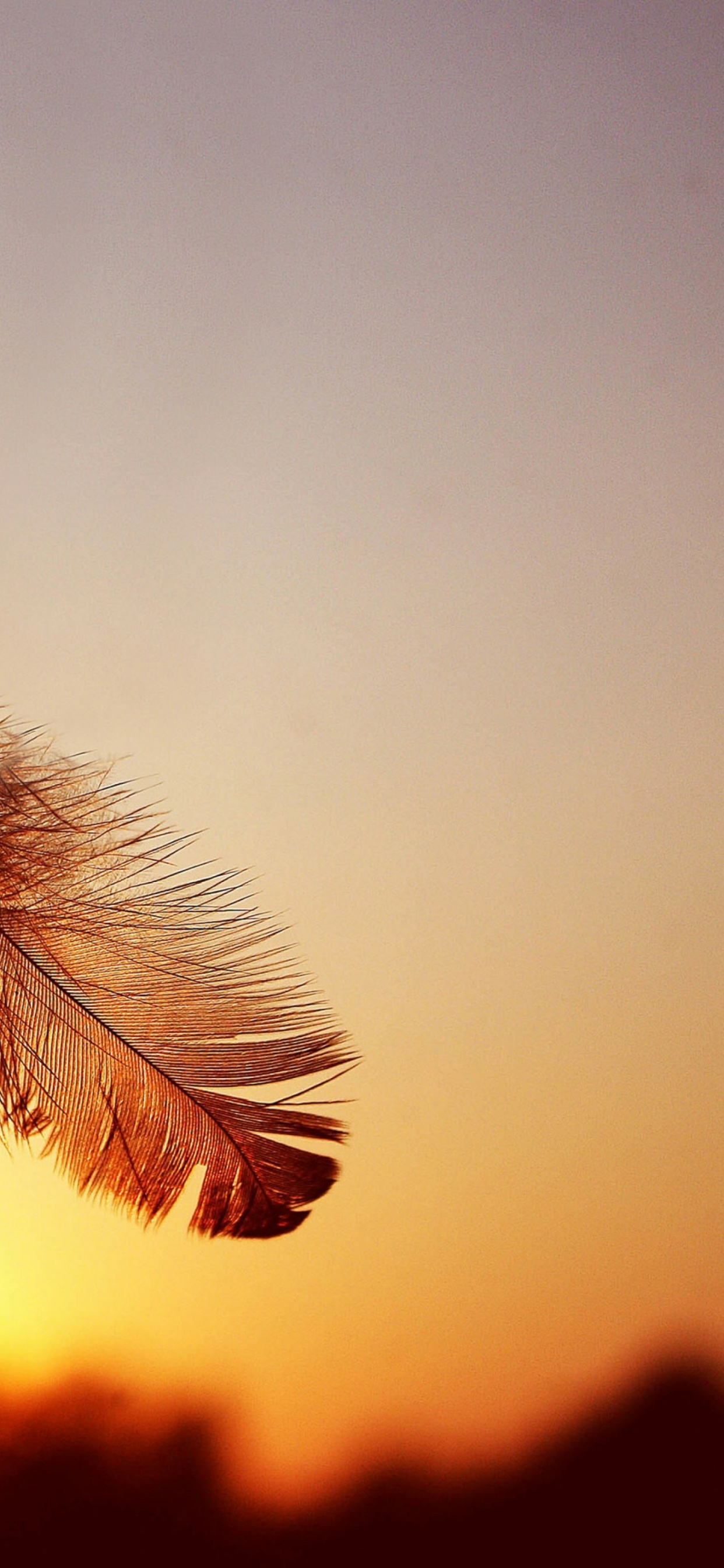 Plume Brune en Photographie Rapprochée. Wallpaper in 1242x2688 Resolution