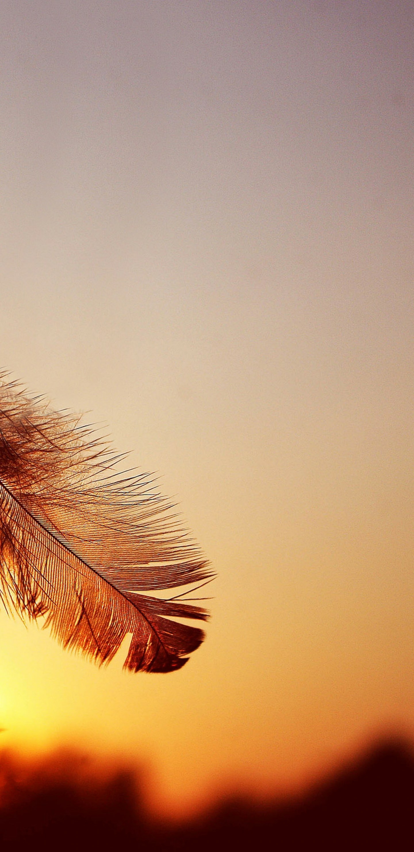 Plume Brune en Photographie Rapprochée. Wallpaper in 1440x2960 Resolution