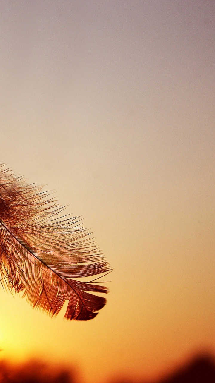 Plume Brune en Photographie Rapprochée. Wallpaper in 720x1280 Resolution