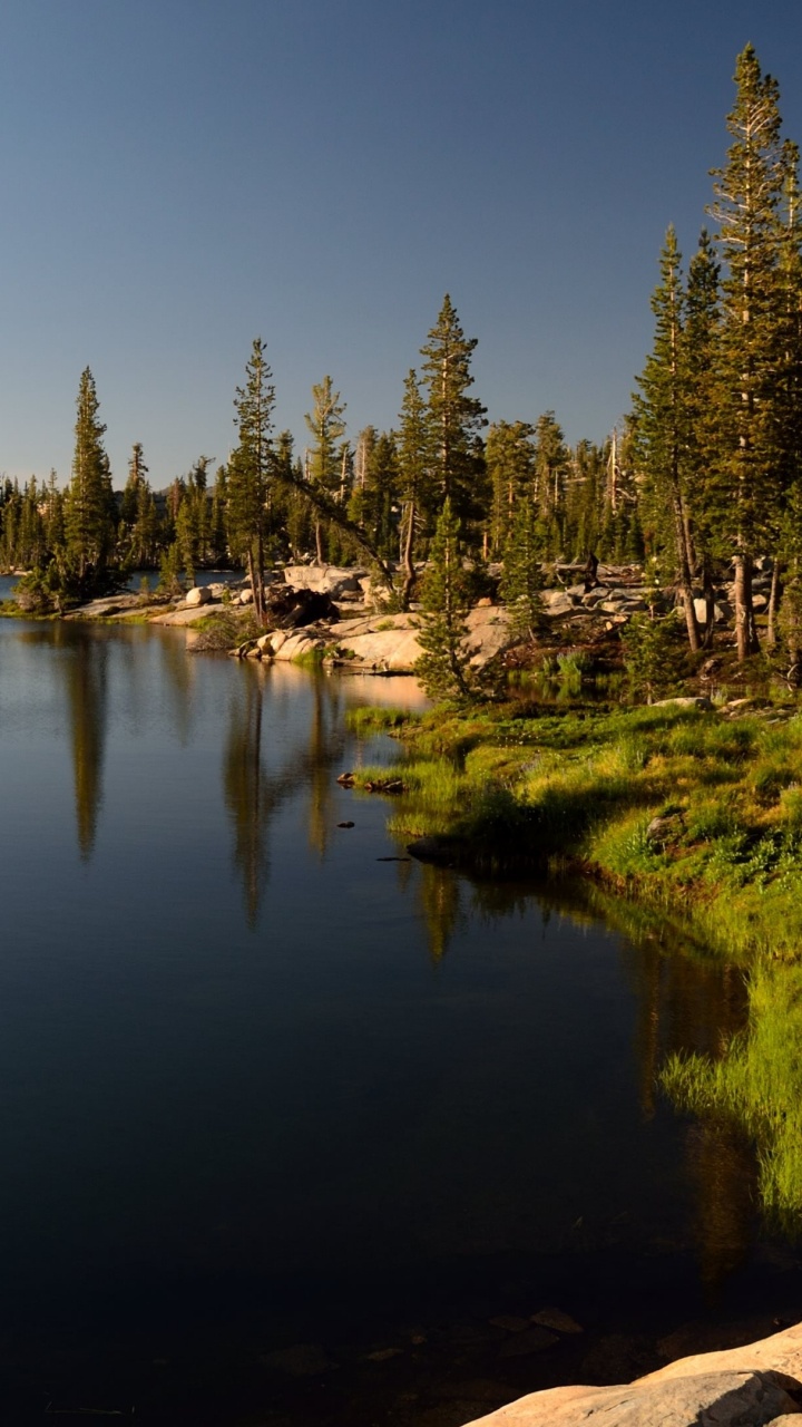 Tagsüber Grüne Bäume Neben Dem Gewässer. Wallpaper in 720x1280 Resolution