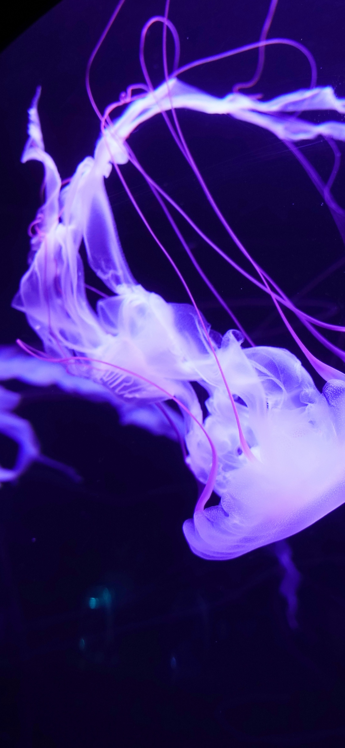 Medusas Blancas y Azules en el Agua. Wallpaper in 1125x2436 Resolution