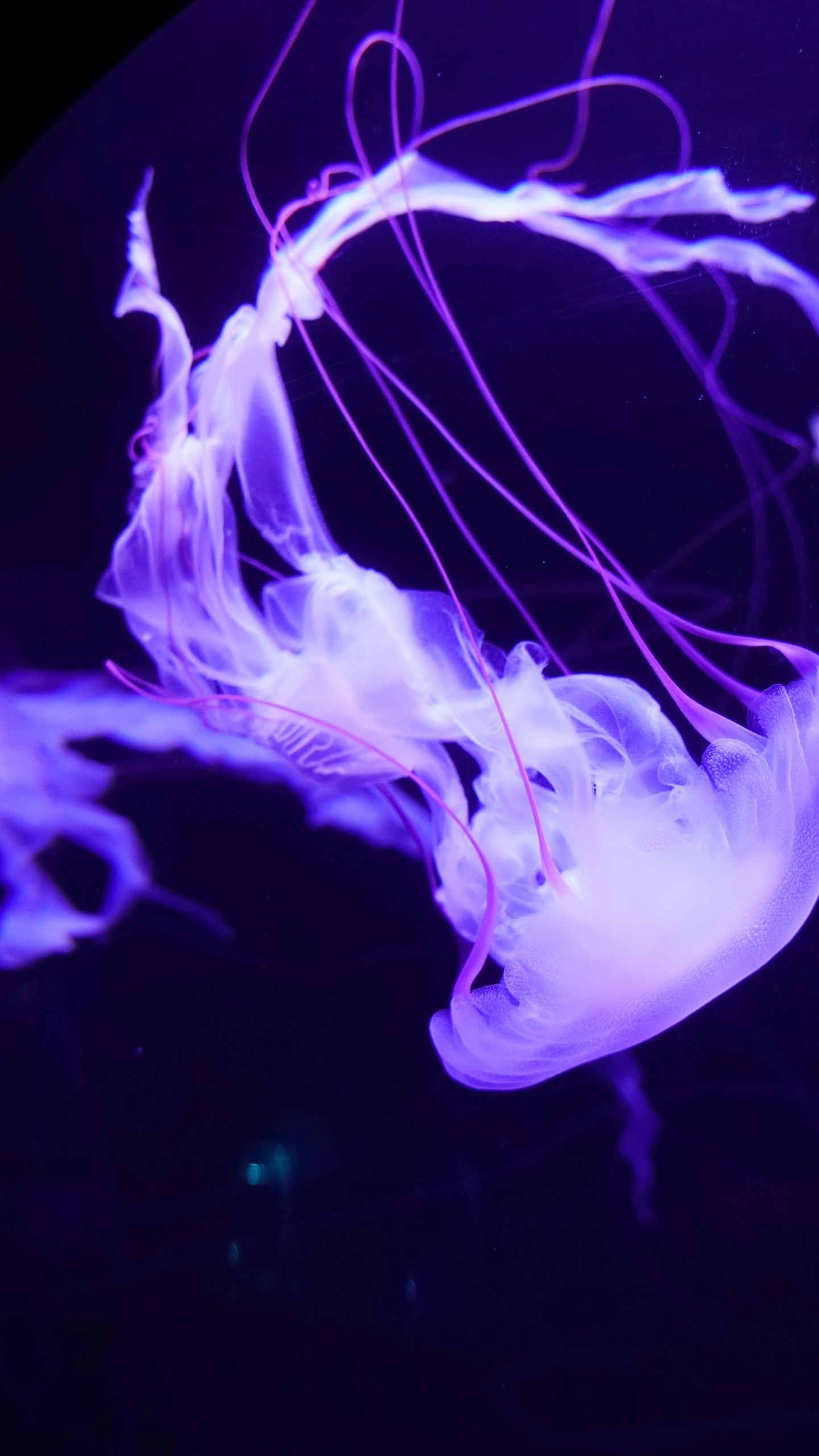 Medusas Blancas y Azules en el Agua. Wallpaper in 1440x2560 Resolution