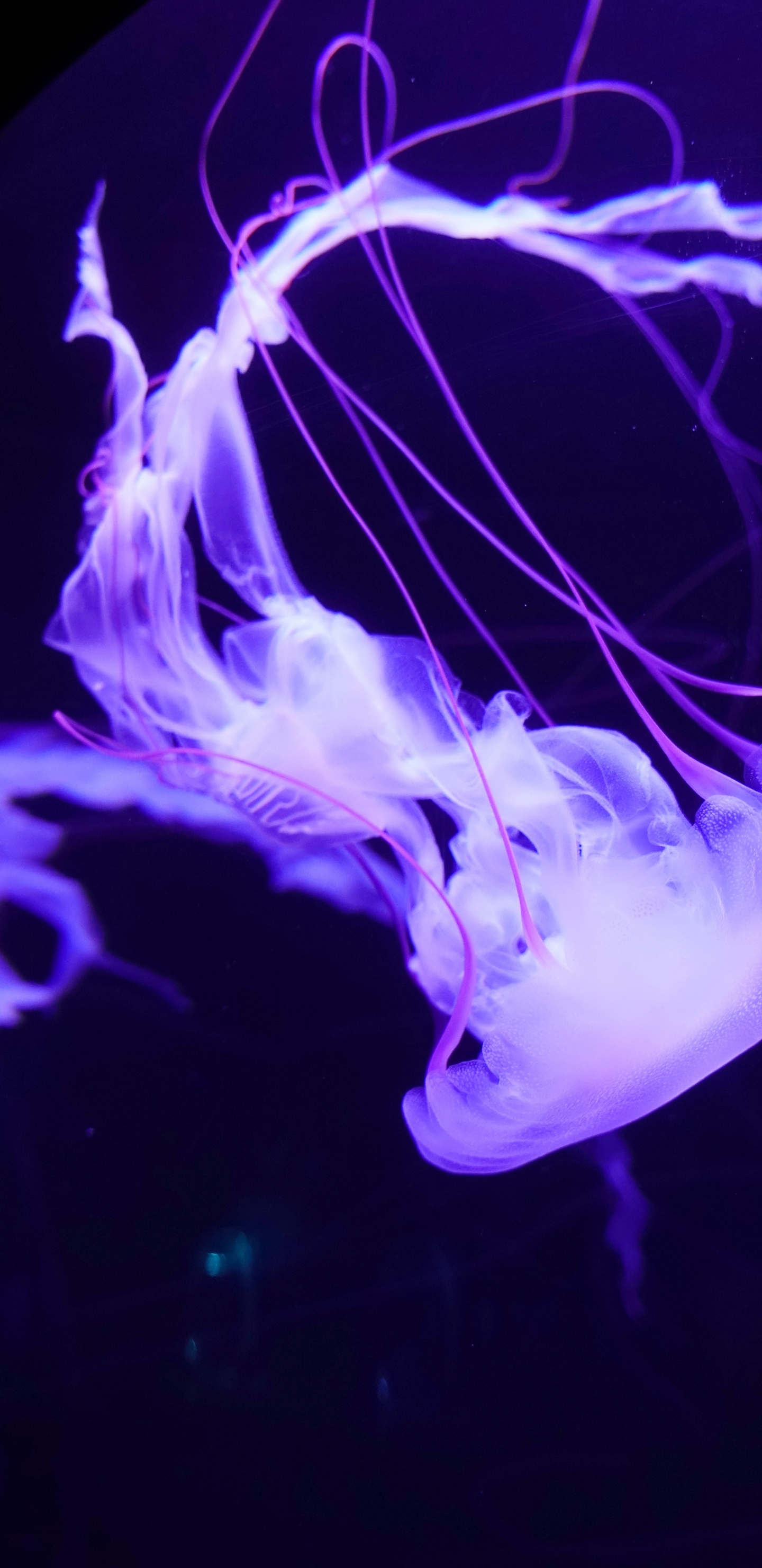 Medusas Blancas y Azules en el Agua. Wallpaper in 1440x2960 Resolution