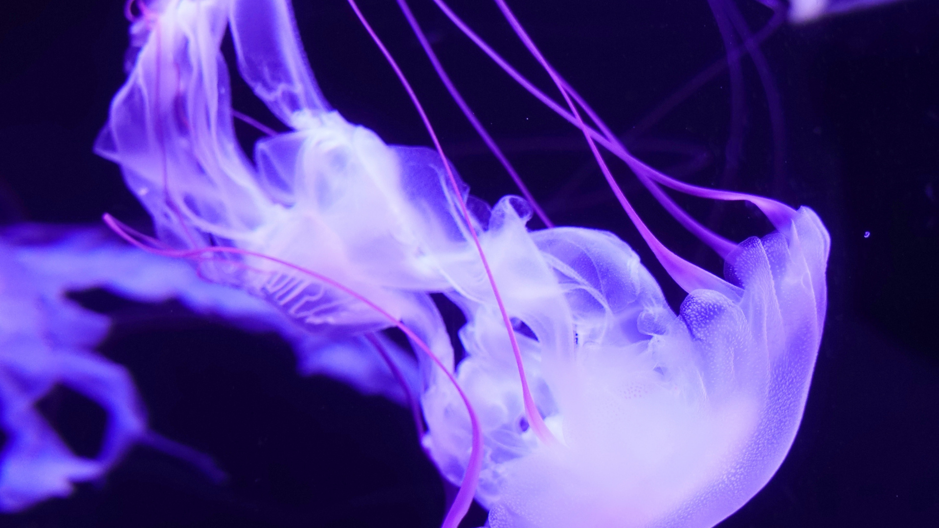 Medusas Blancas y Azules en el Agua. Wallpaper in 1920x1080 Resolution