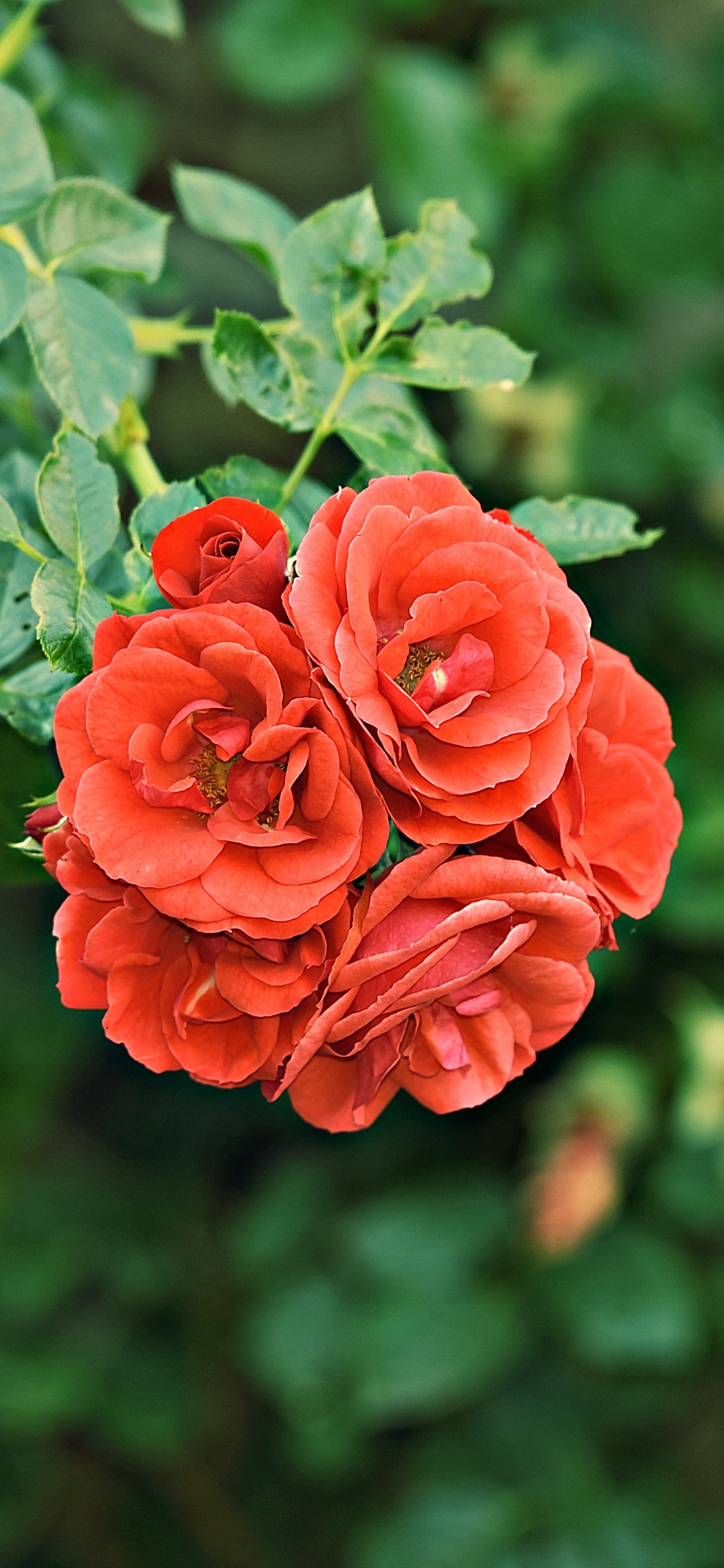 Rote Rose Blüht Tagsüber. Wallpaper in 1242x2688 Resolution