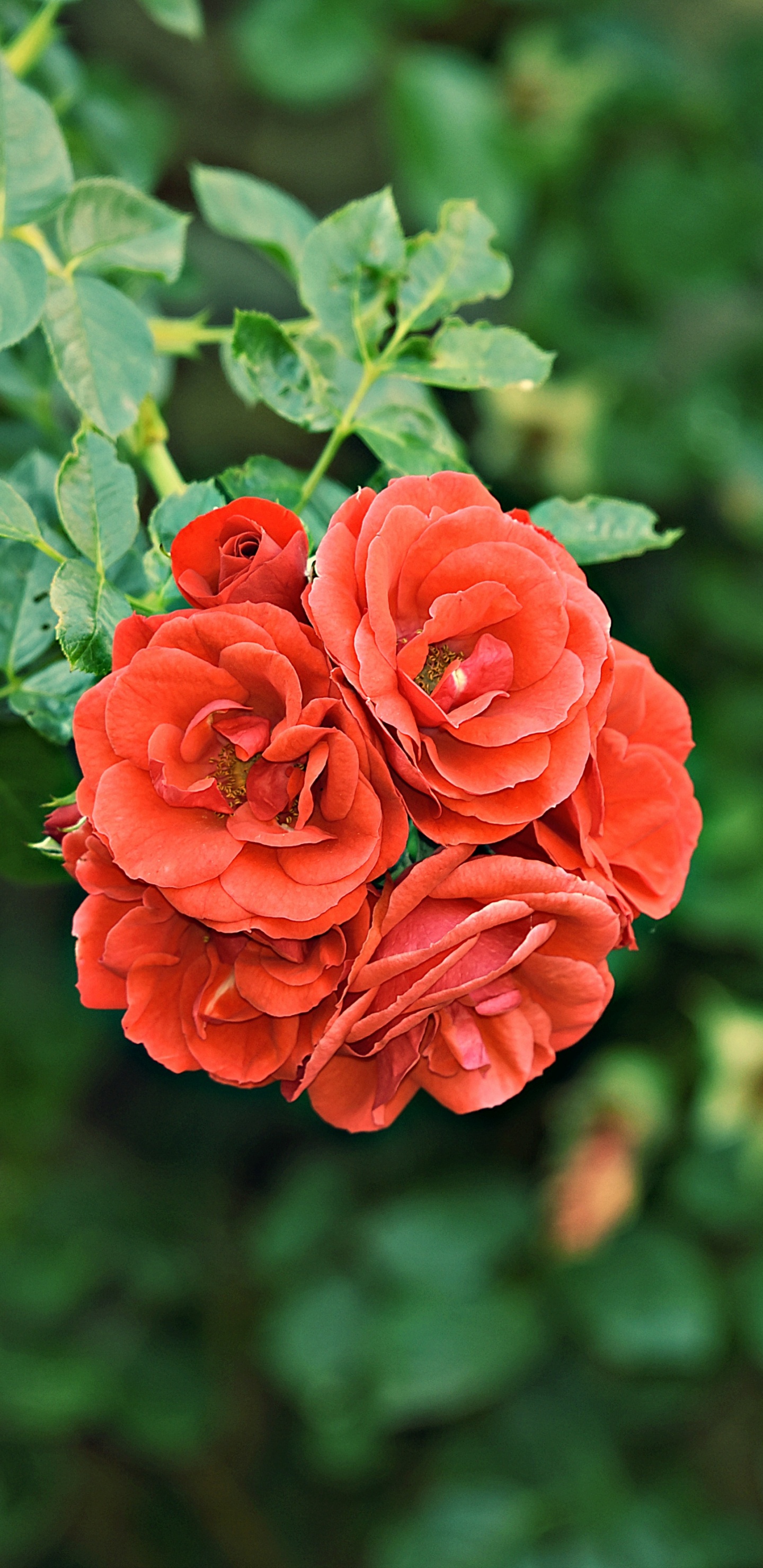 Red Rose in Bloom During Daytime. Wallpaper in 1440x2960 Resolution