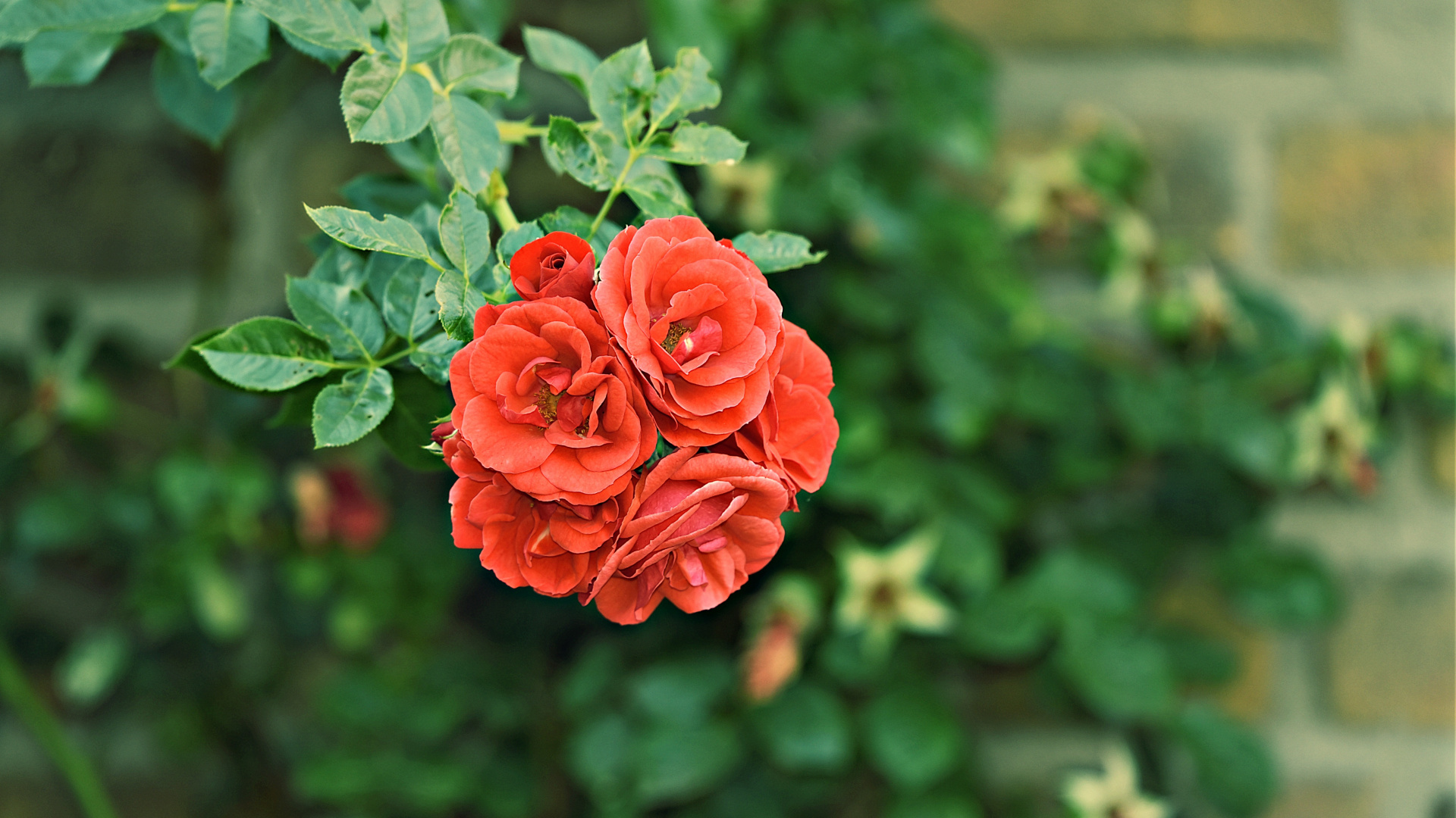 Red Rose in Bloom During Daytime. Wallpaper in 1920x1080 Resolution