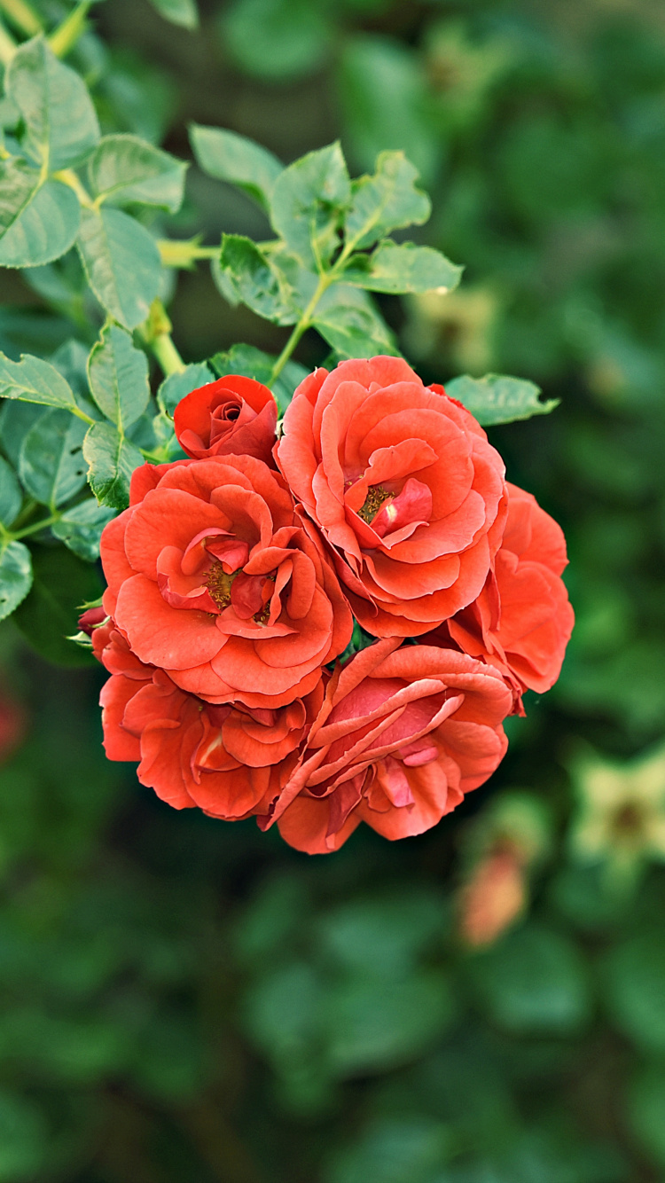 Rosa Roja en Flor Durante el Día. Wallpaper in 750x1334 Resolution