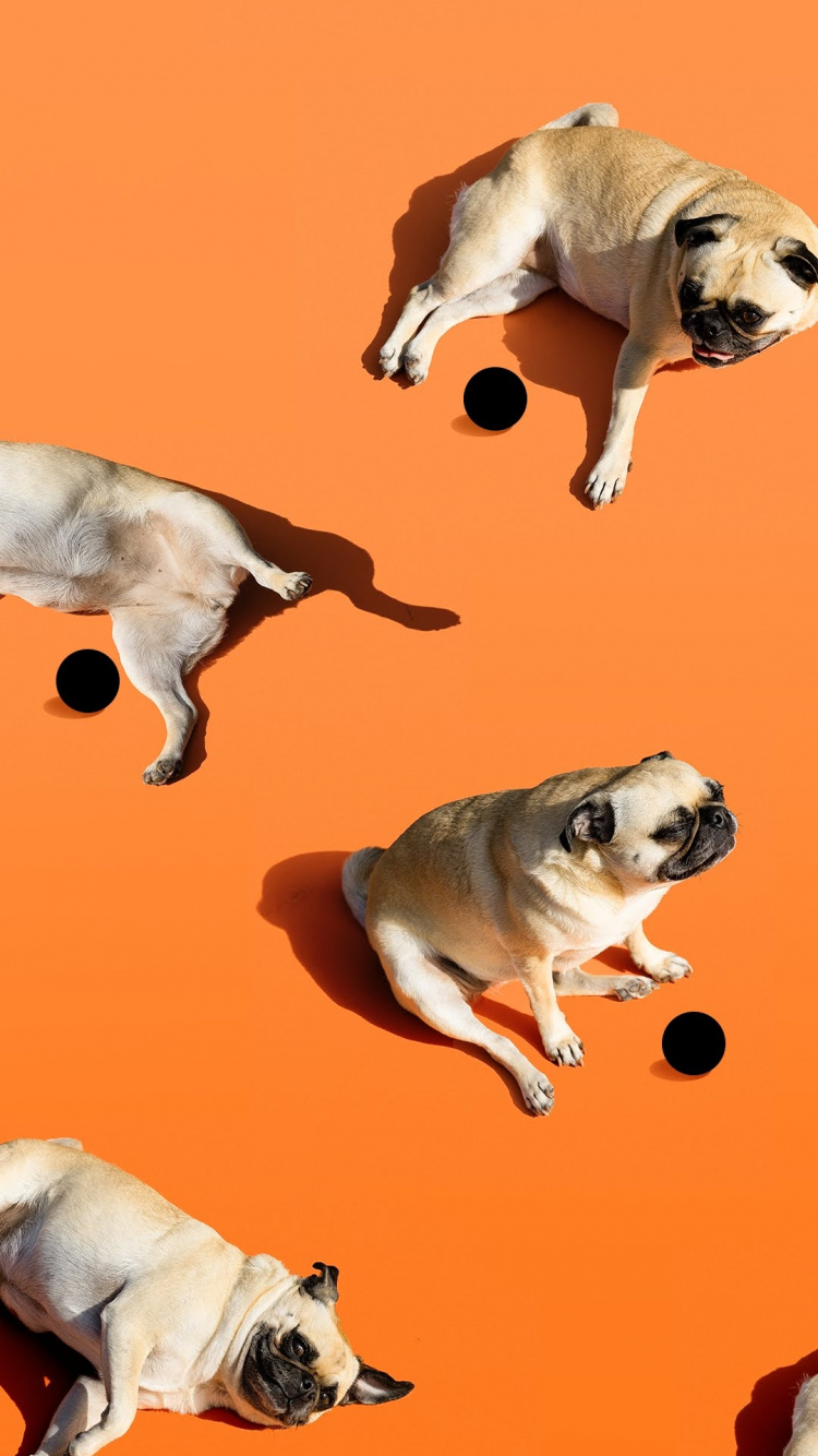 谷歌, Google Pixel 4a, 像素4a, 智能手机, 像素 壁纸 750x1334 允许