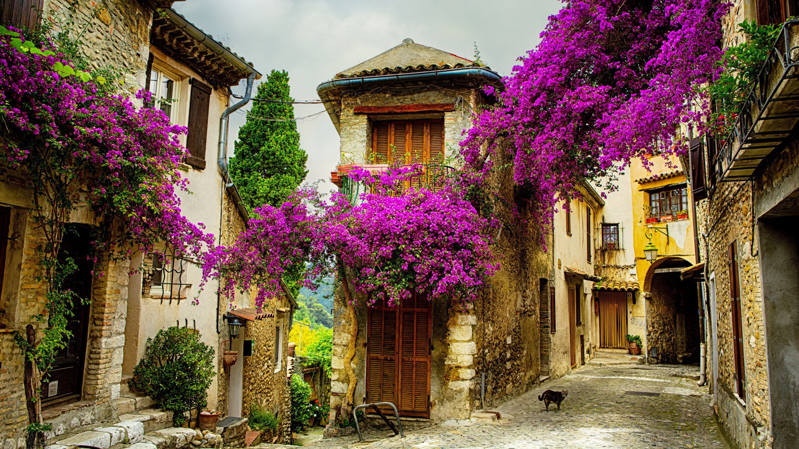 Purple Flowers on Brown Concrete Building. Wallpaper in 2560x1440 Resolution