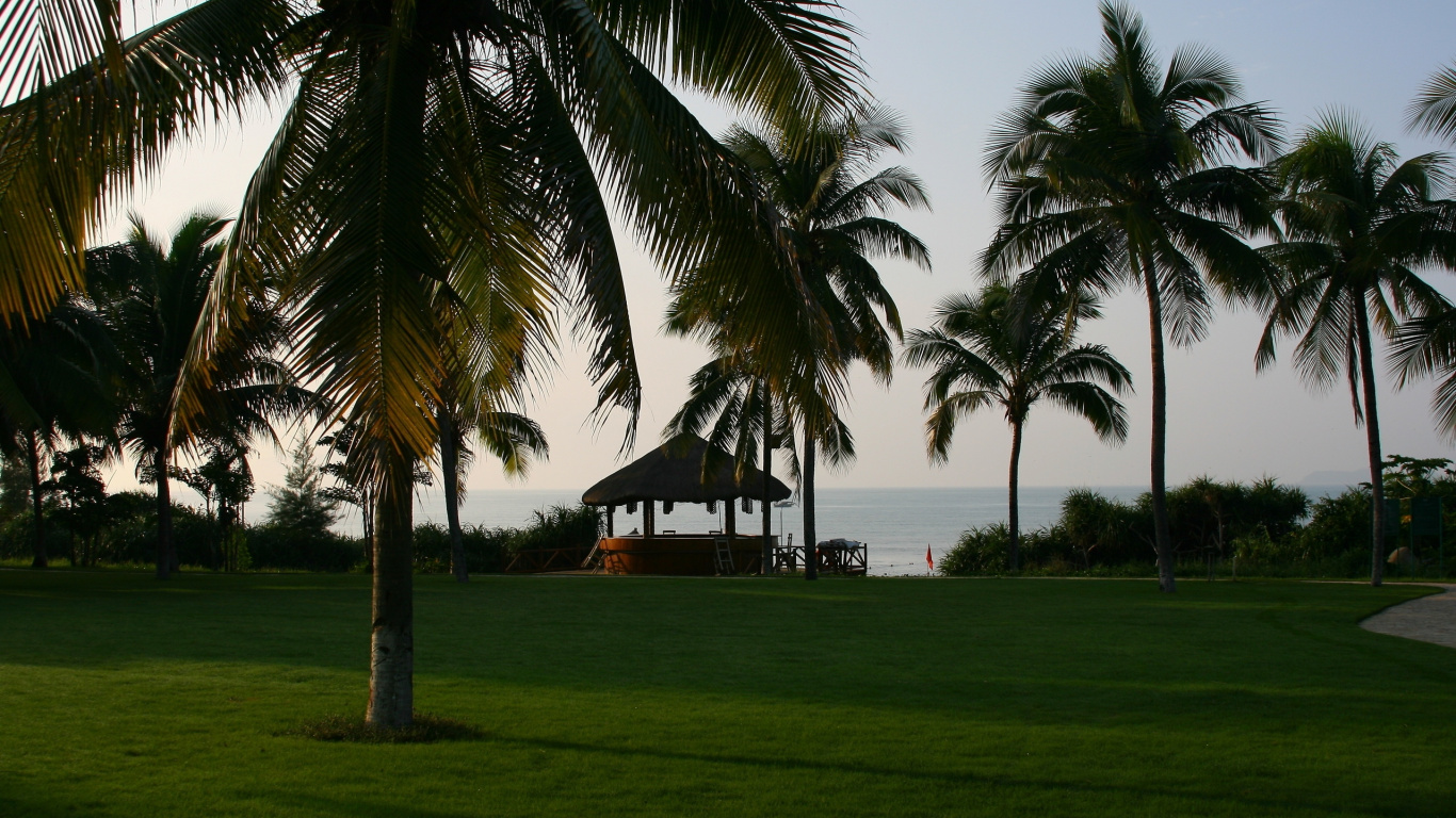 Palm Tree Near Body of Water During Daytime. Wallpaper in 1366x768 Resolution