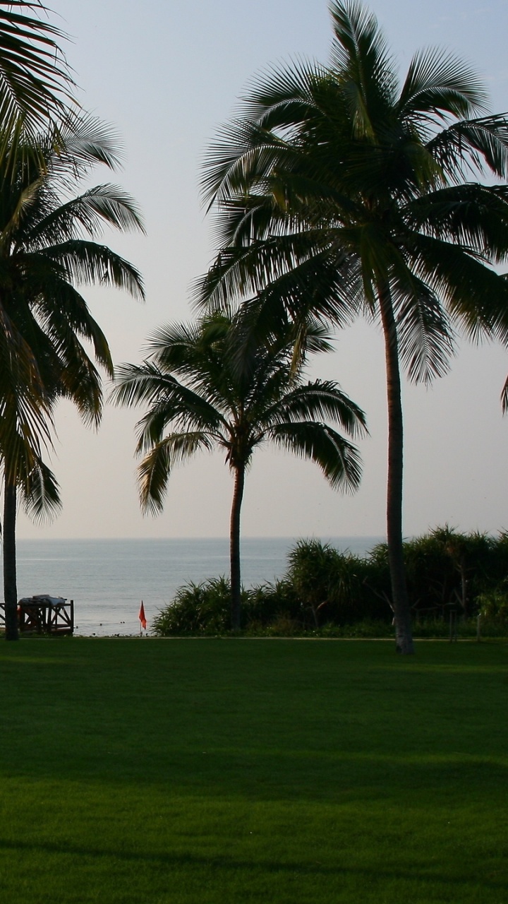 Palm Tree Near Body of Water During Daytime. Wallpaper in 720x1280 Resolution